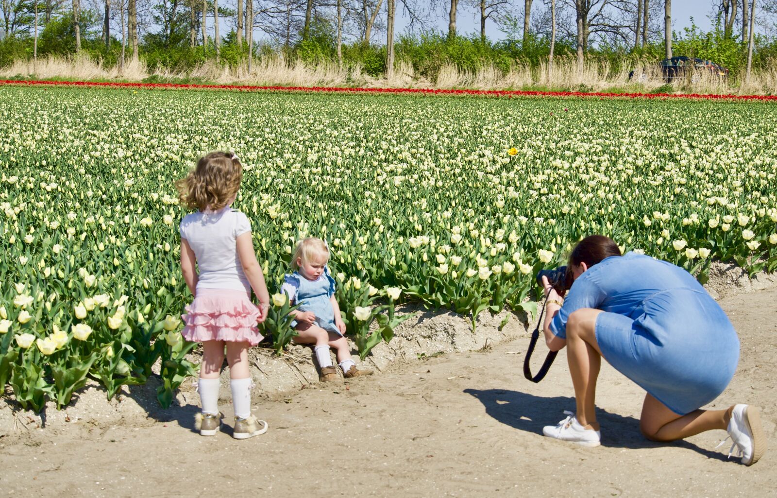 Sony a6500 sample photo. Tulips, photographer, netherlands photography