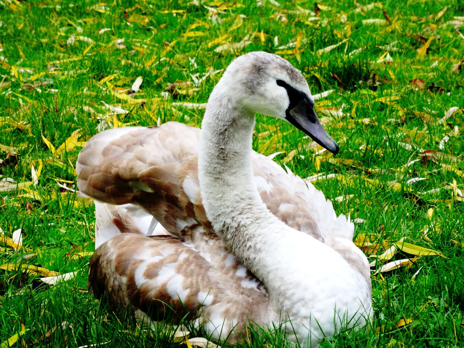 Sony Cyber-shot DSC-HX50V sample photo. Swan, young swan, cygnet photography