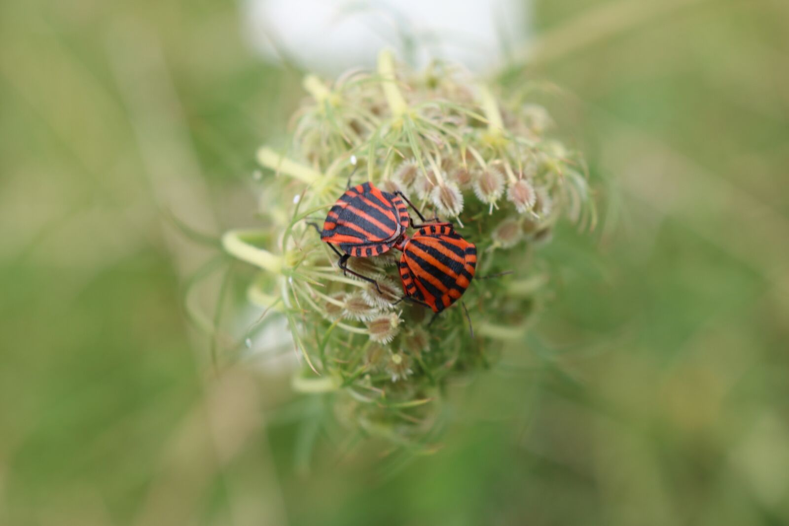 Canon EOS 750D (EOS Rebel T6i / EOS Kiss X8i) sample photo. Shield bugs, graphosoma lineatum photography