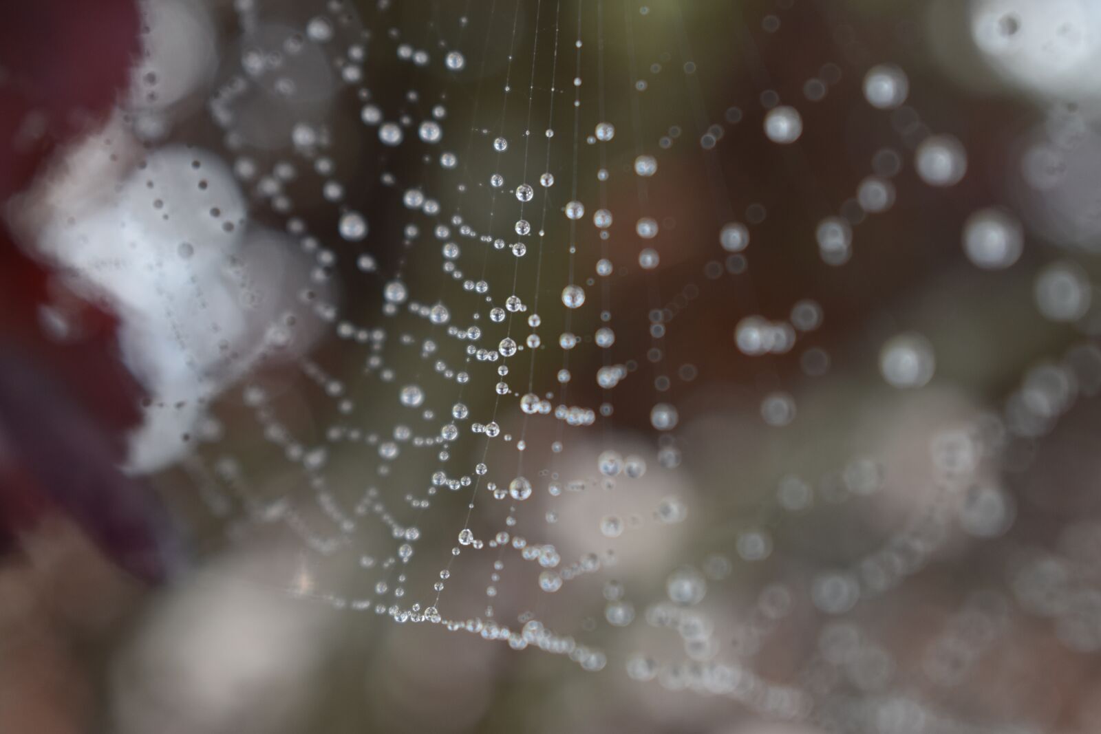 Nikon D3500 sample photo. Water, spiderweb, nature photography