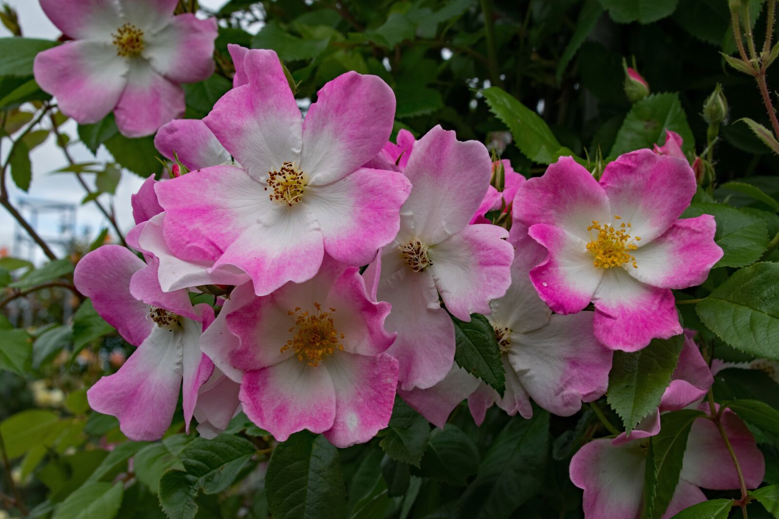 Nikon D5300 sample photo. Rose, juliana of stolberg photography