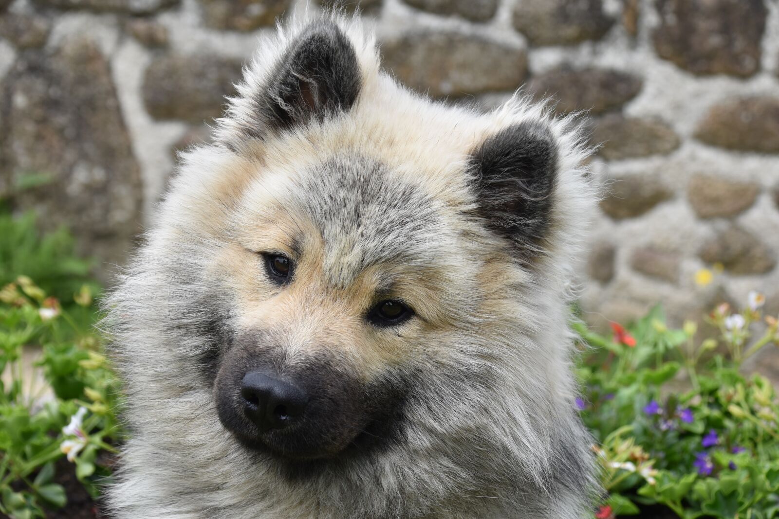 Nikon D5600 sample photo. Dog, dog eurasier, dog photography