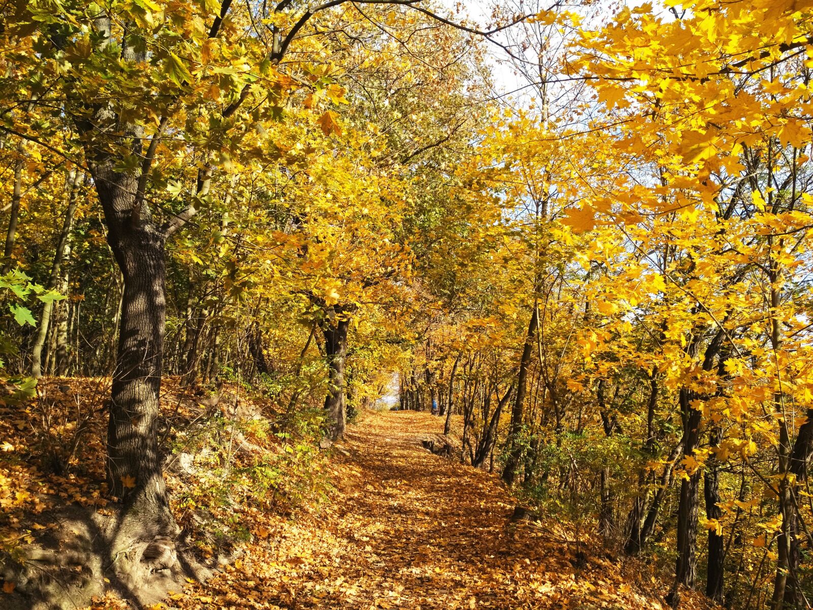 Xiaomi Redmi 4X sample photo. Nature, autumn, path photography