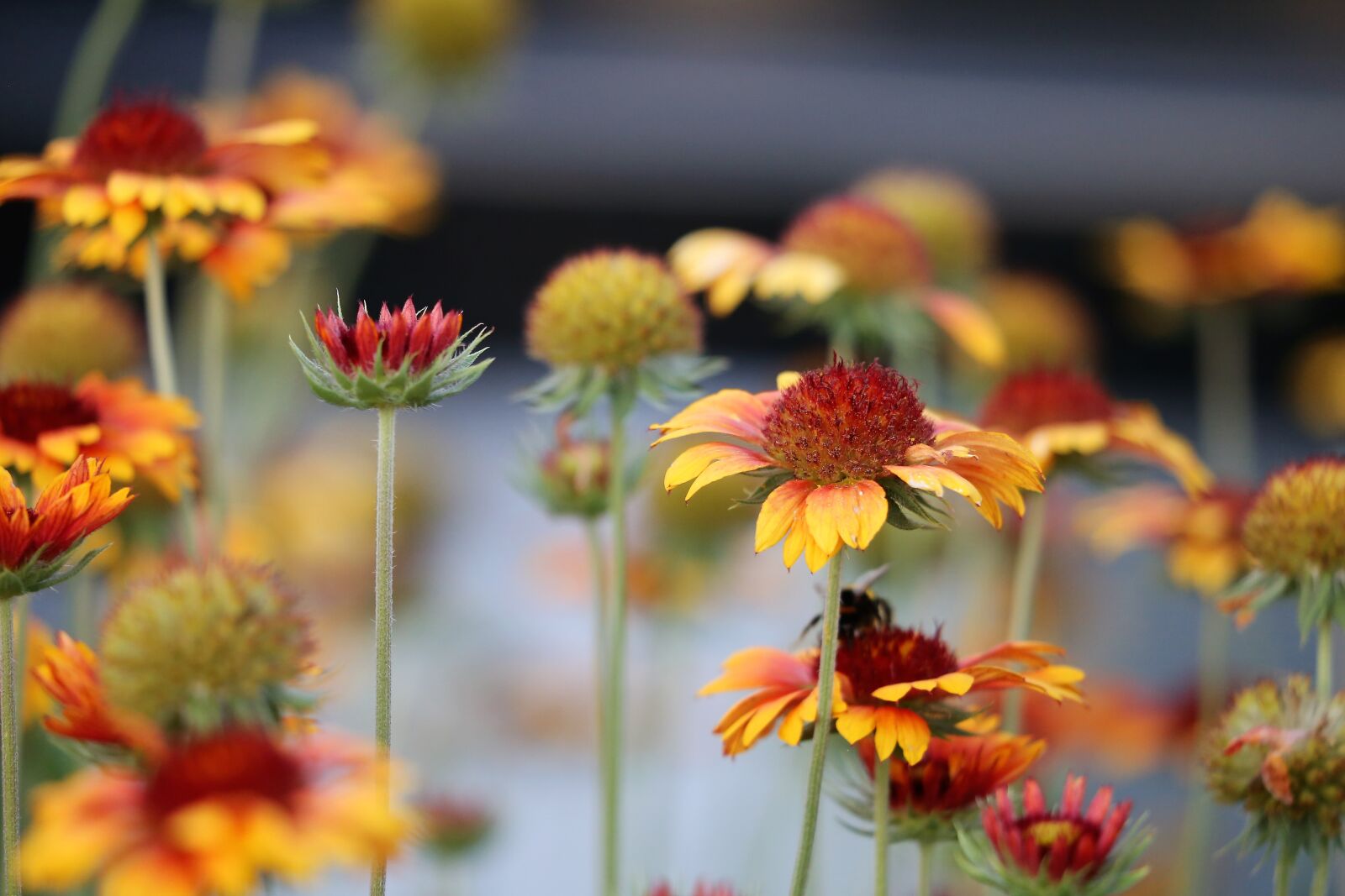 Canon EF 70-300 F4-5.6 IS II USM sample photo. Blanket flower, gaillardia aristata photography