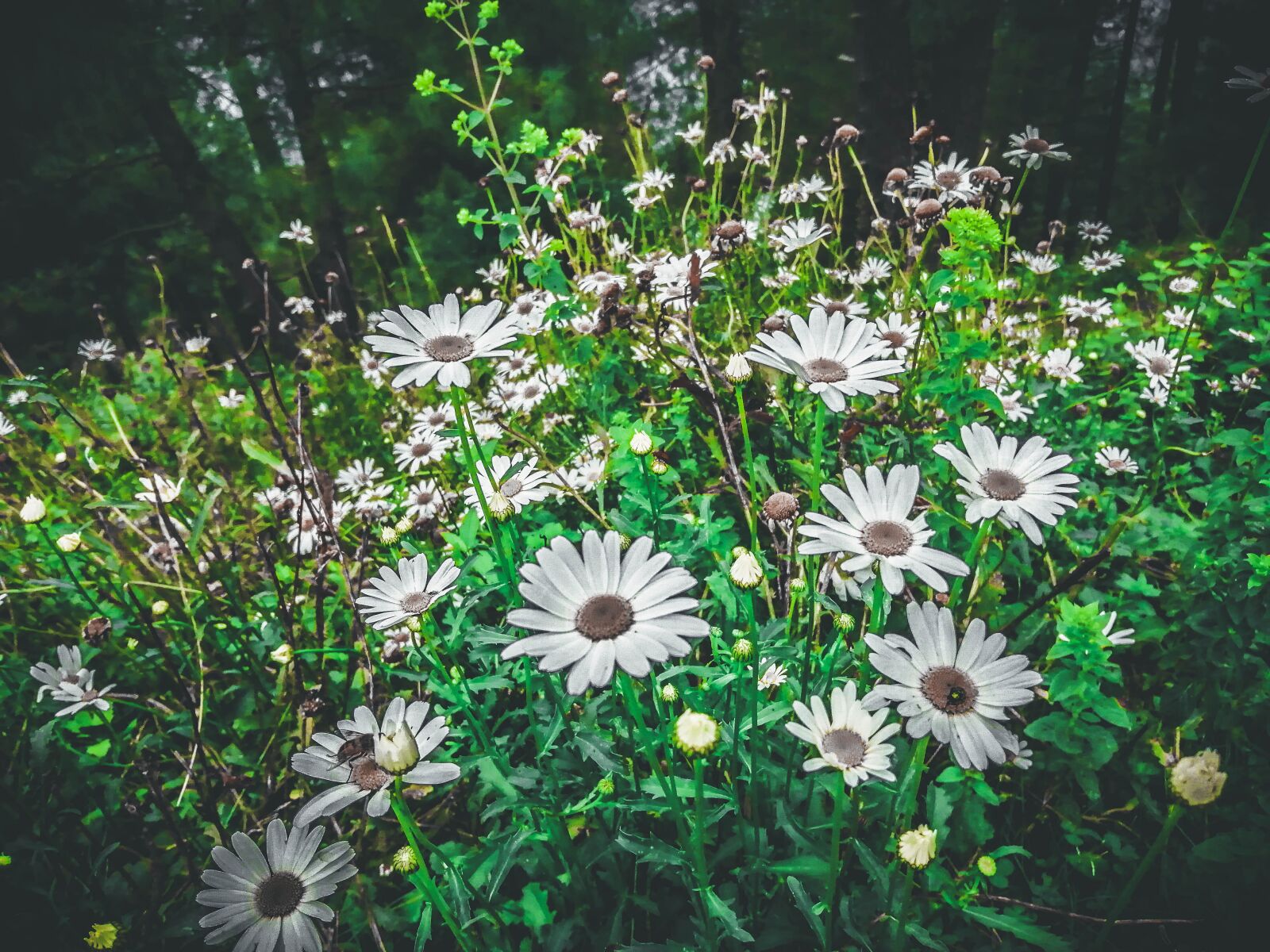 HUAWEI JKM-LX1 sample photo. Flower, plant, bloom photography