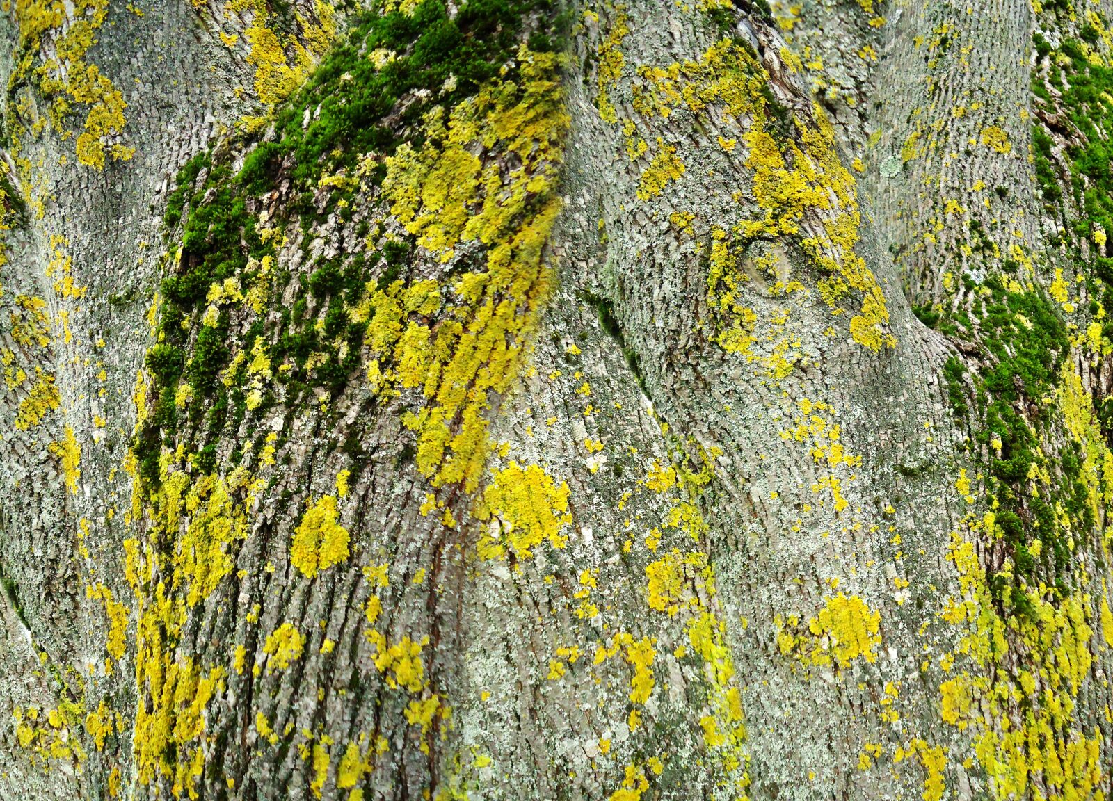 Sony Cyber-shot DSC-W530 sample photo. Bark, tree, texture photography