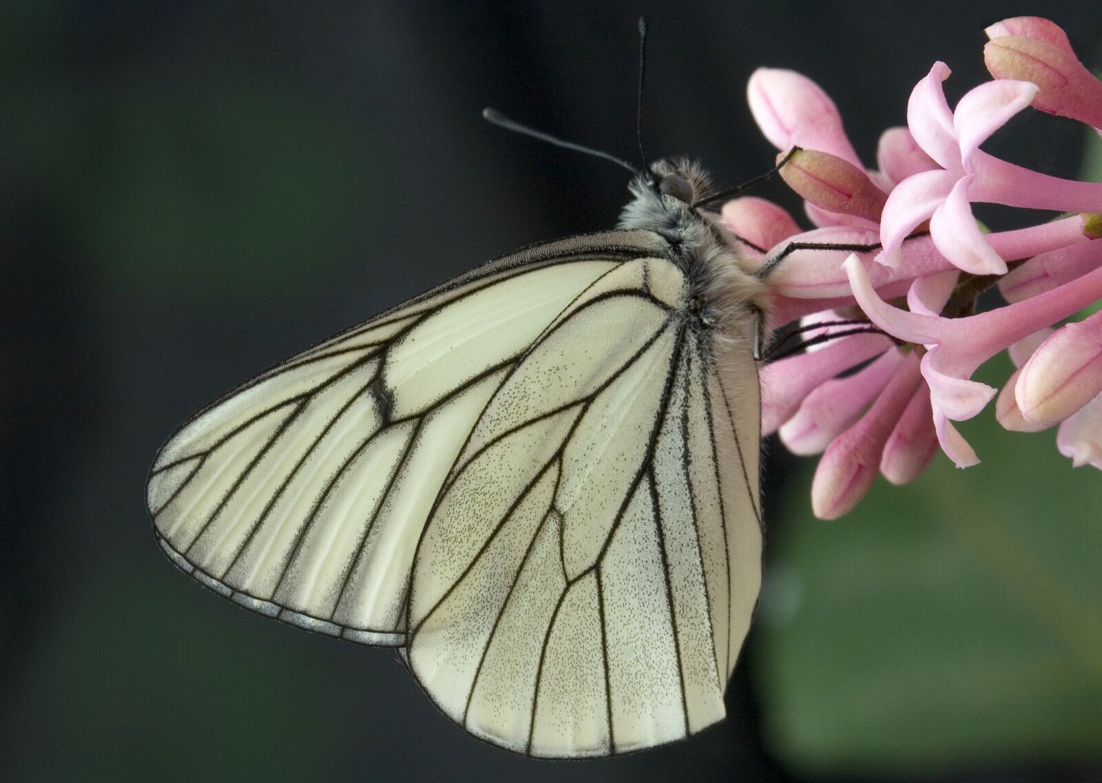 Canon EOS 400D (EOS Digital Rebel XTi / EOS Kiss Digital X) sample photo. Black-veined-white, butterfly, summer photography