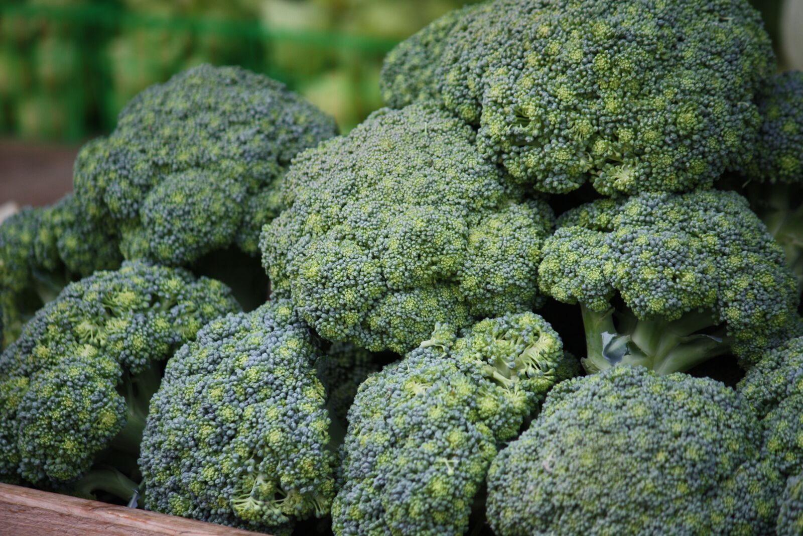 Canon EOS 450D (EOS Rebel XSi / EOS Kiss X2) sample photo. Green, broccoli, healthy photography
