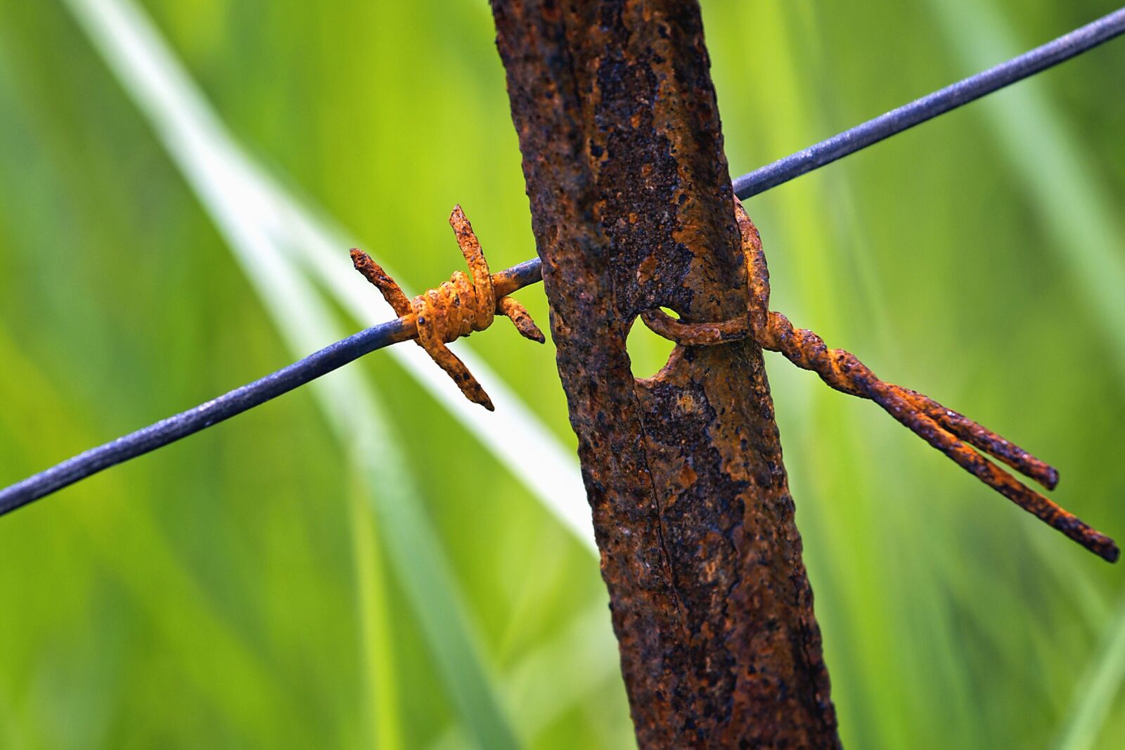Canon EOS 550D (EOS Rebel T2i / EOS Kiss X4) sample photo. Wire, metal, rust, plant photography