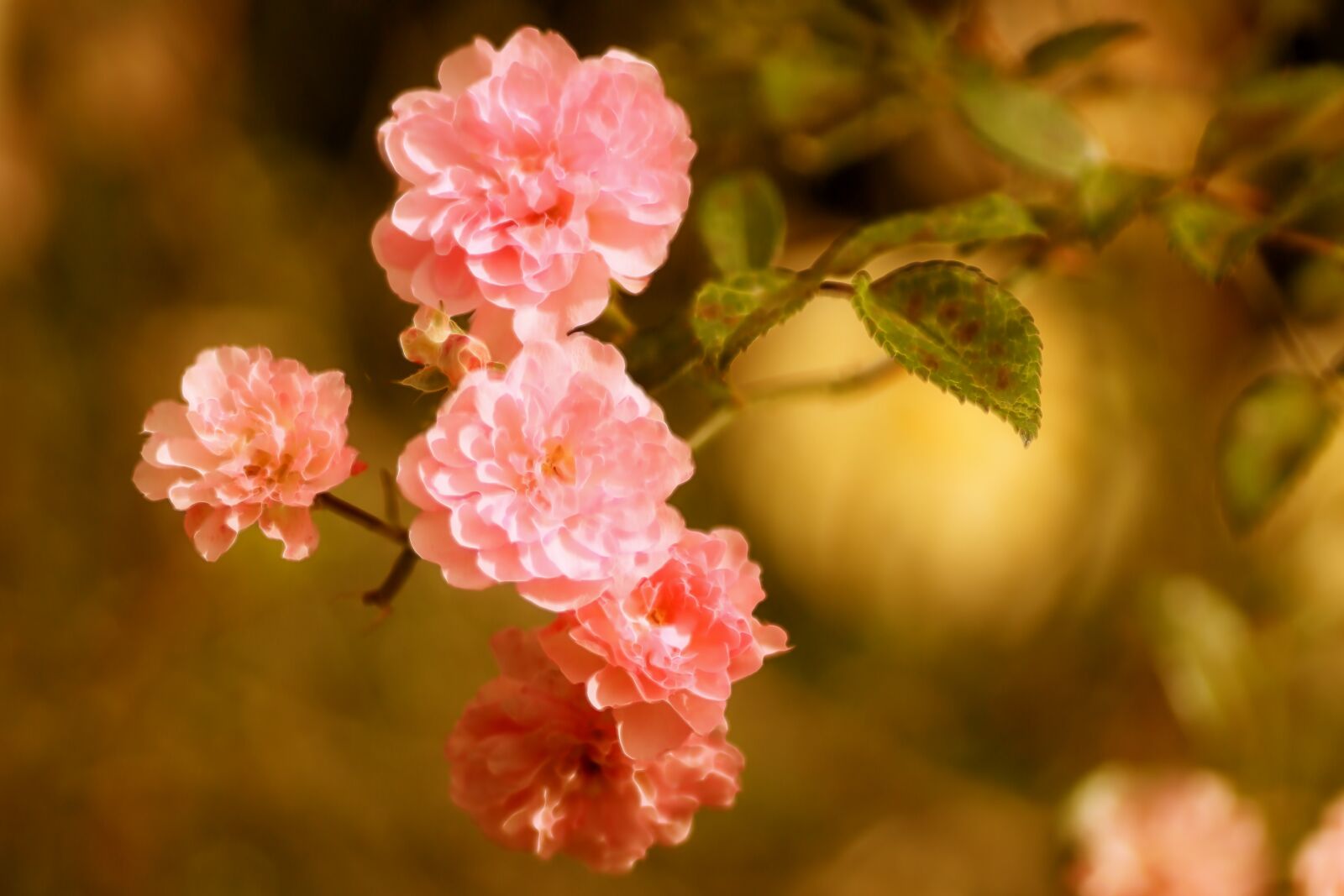 Tamron SP 90mm F2.8 Di VC USD 1:1 Macro sample photo. Roses, florets, small photography