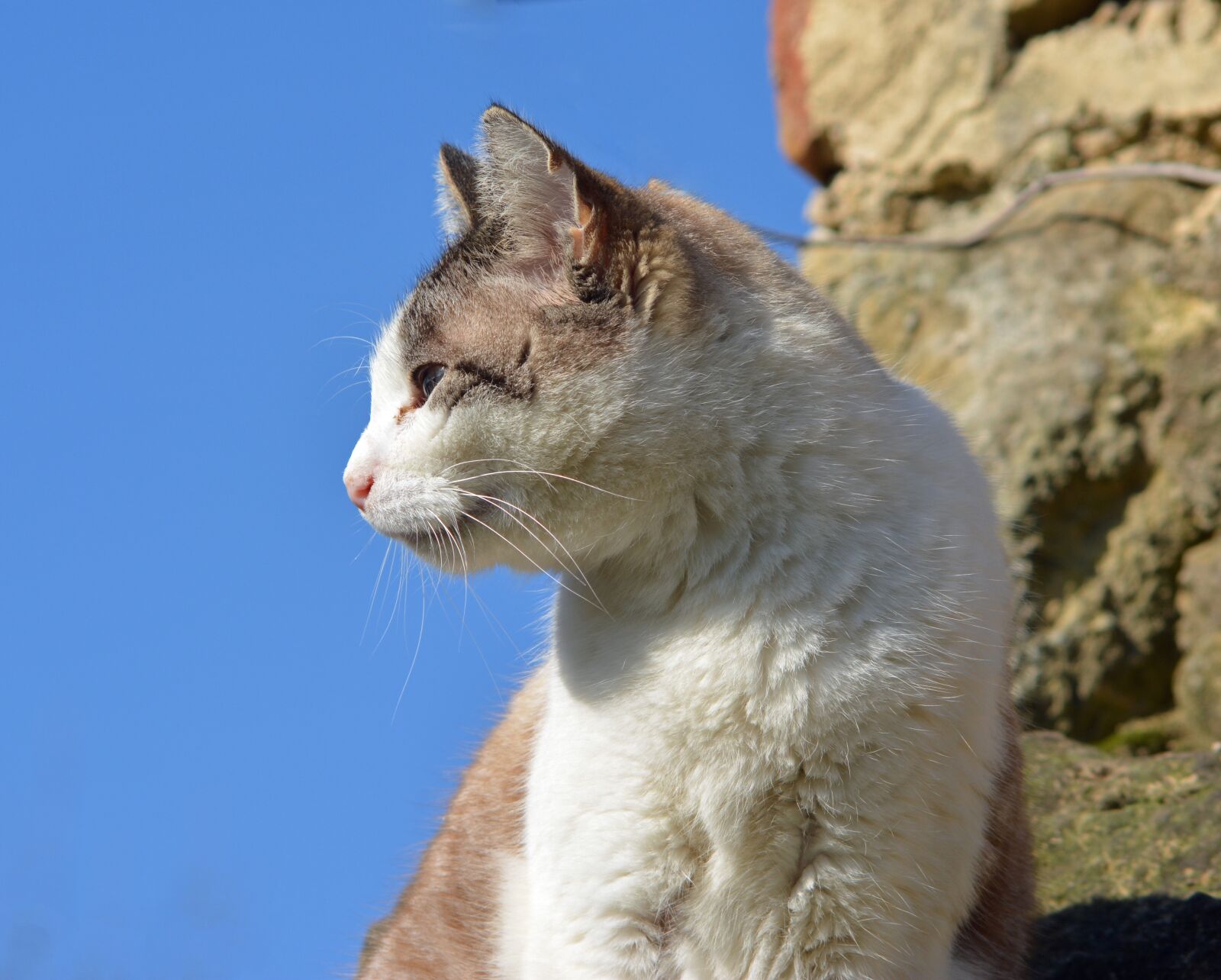 Nikon D5200 sample photo. Feline, cat, animal photography