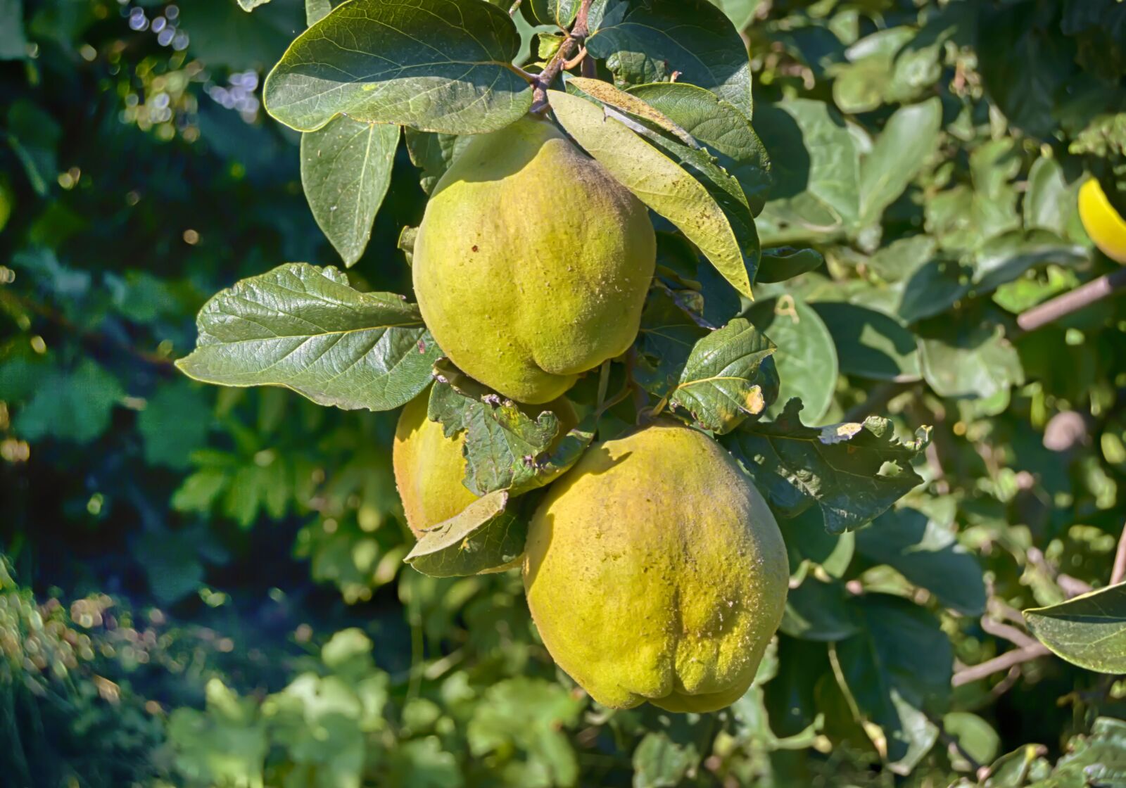 Nikon D3200 sample photo. Quince, autumn fruit, yellow photography
