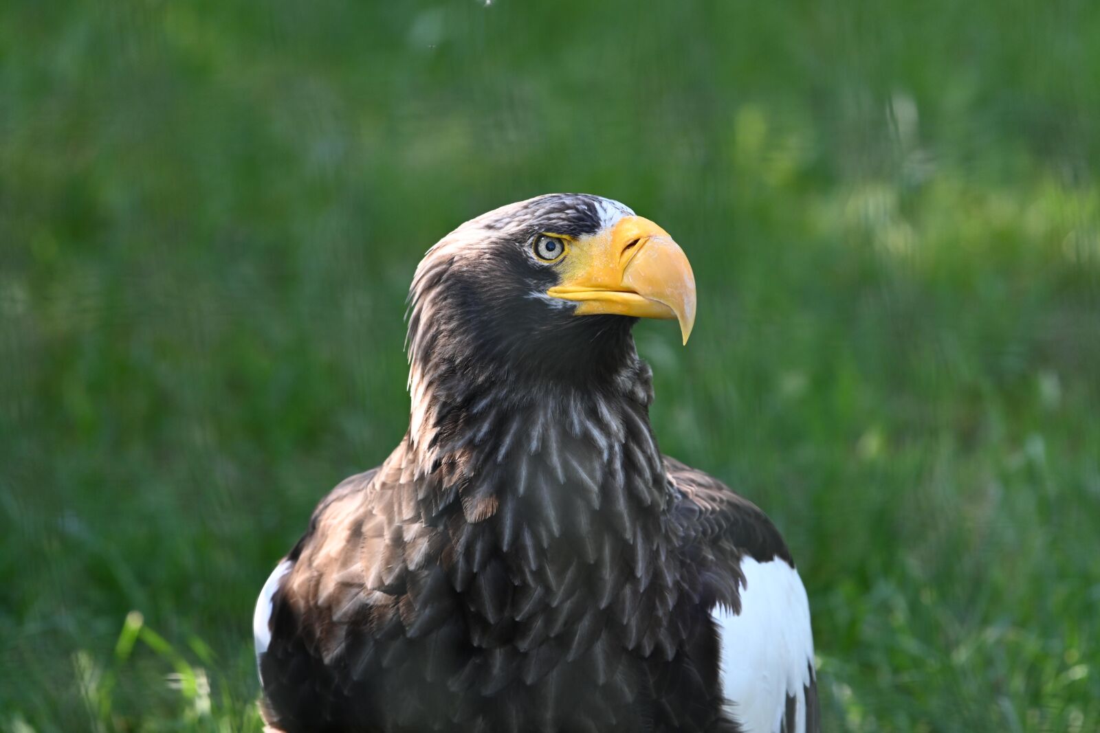 Nikon Z7 sample photo. White tailed eagle, bird photography