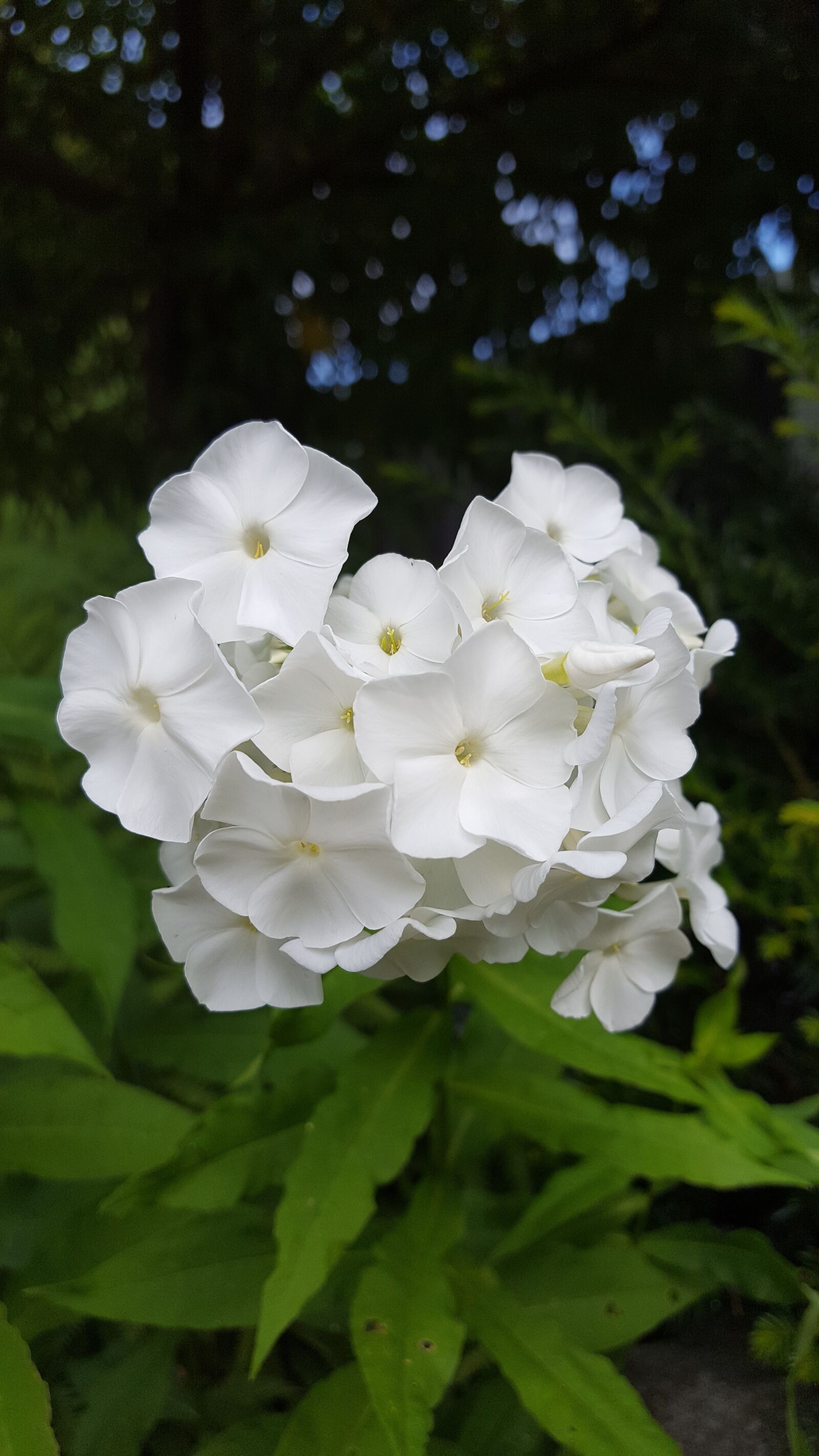 Samsung Galaxy S6 sample photo. White garden phlox, flower photography