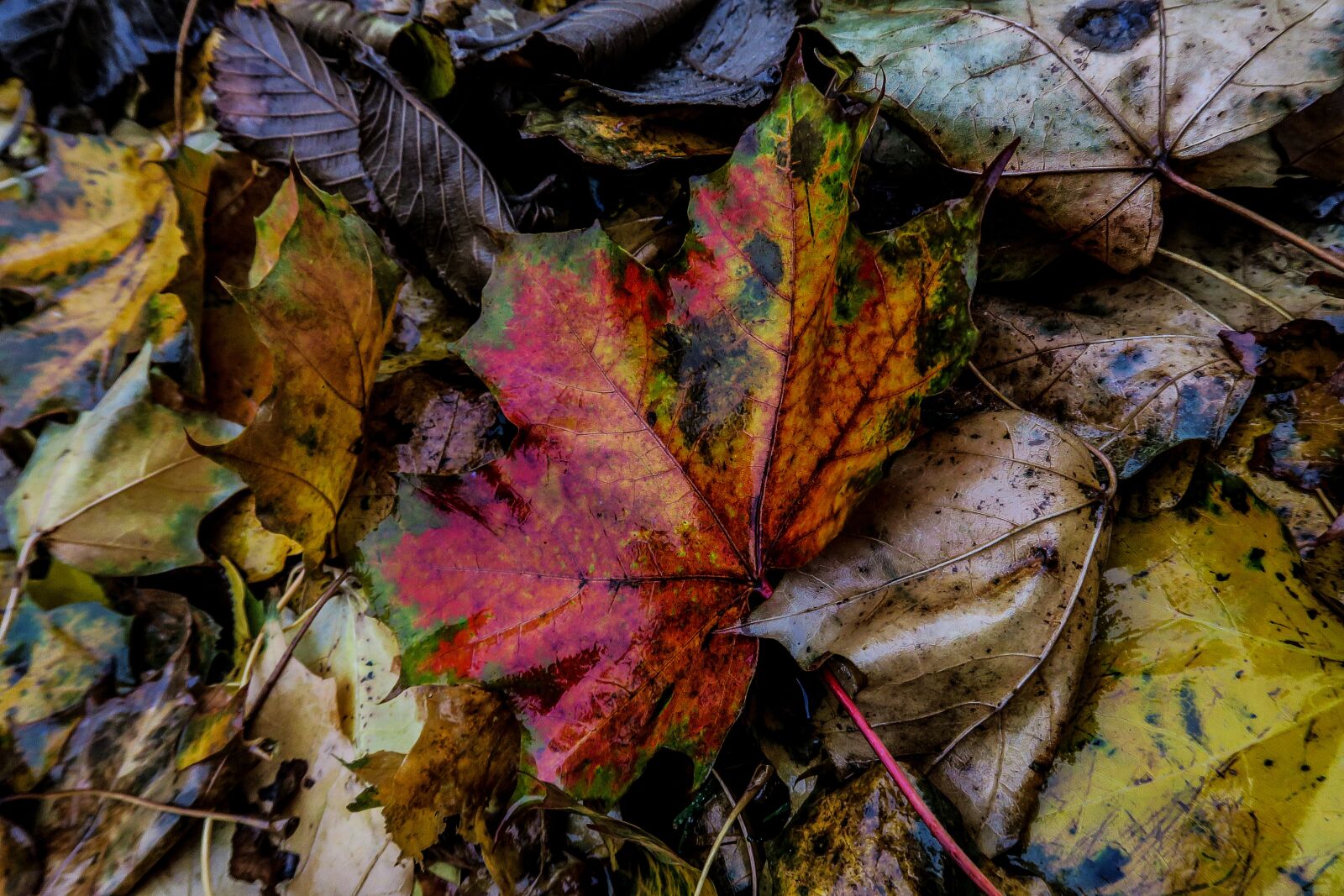 Canon PowerShot G5 X sample photo. Nature, leaf, autumn photography