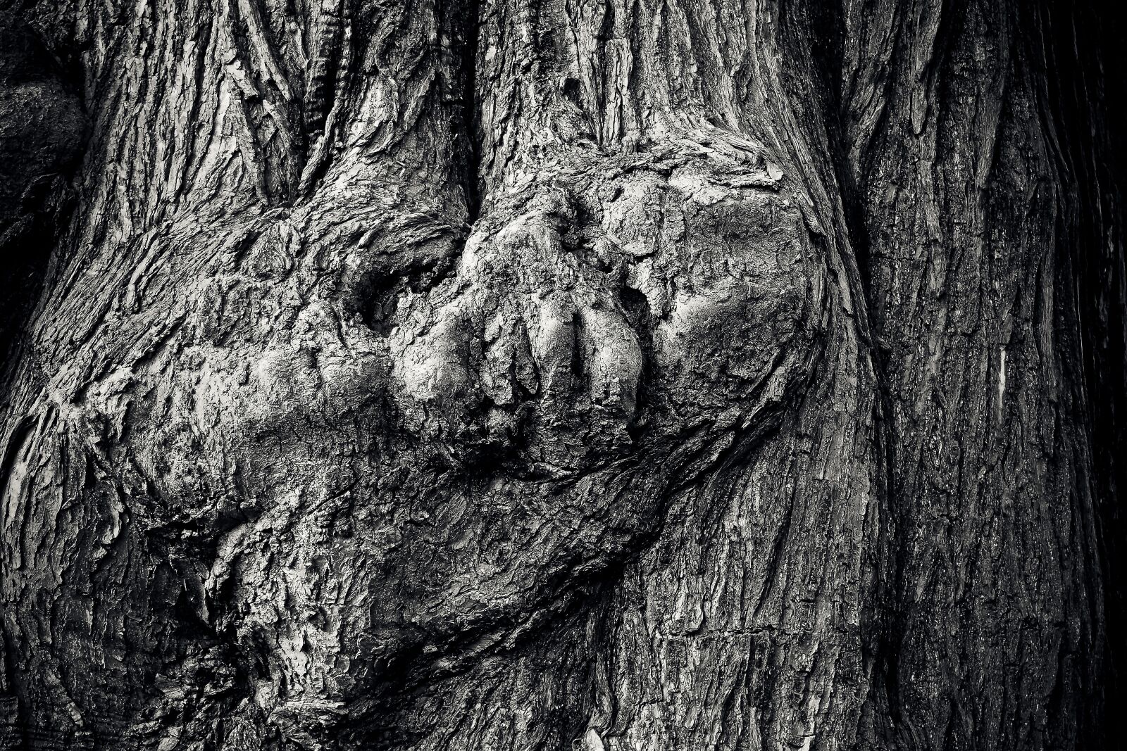 Olympus OM-D E-M10 sample photo. Tree, tree bark, log photography