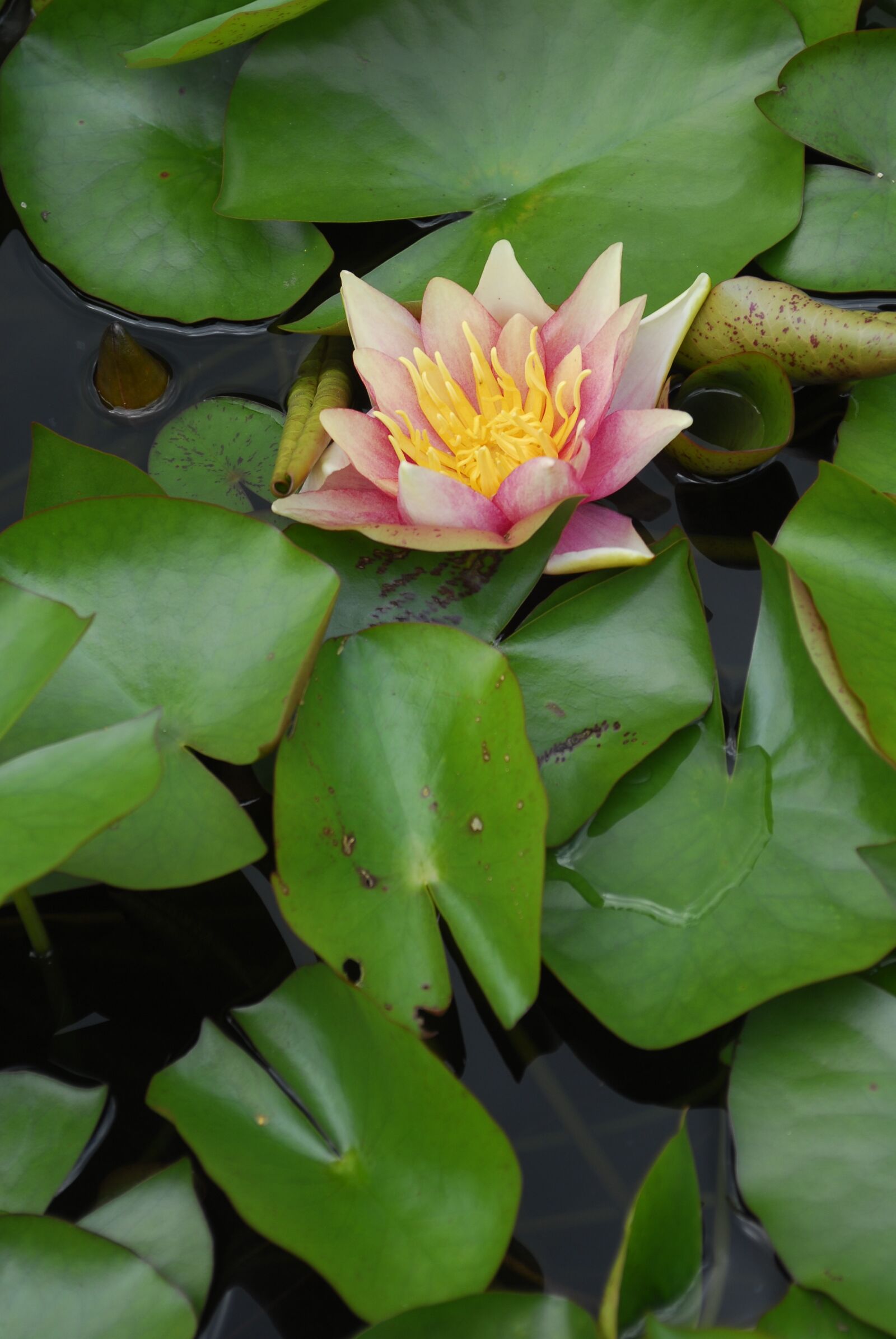 Nikon D200 sample photo. Leaf, plant, flower photography