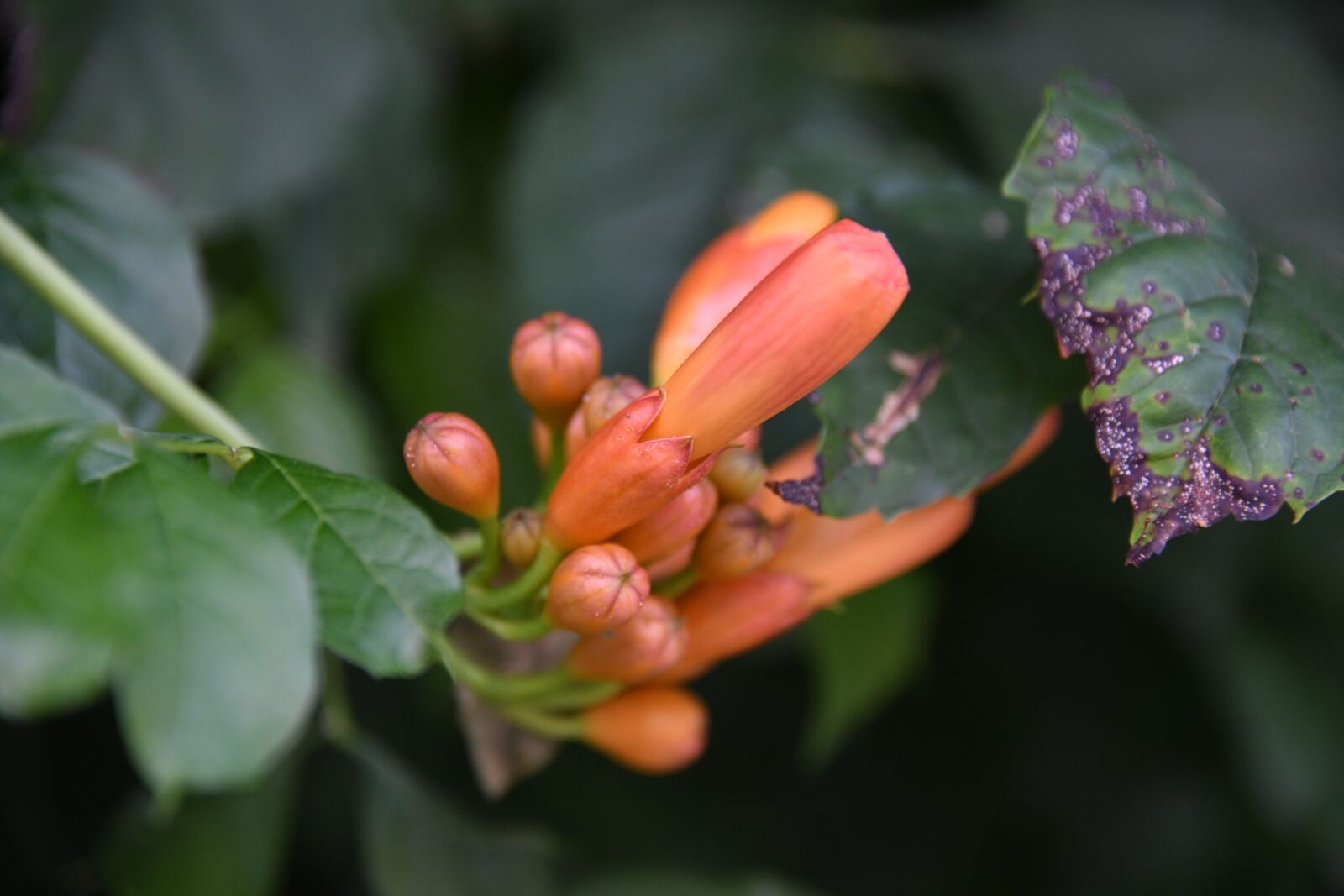 Nikon D850 sample photo. Flower, trumpet vine, campsis photography