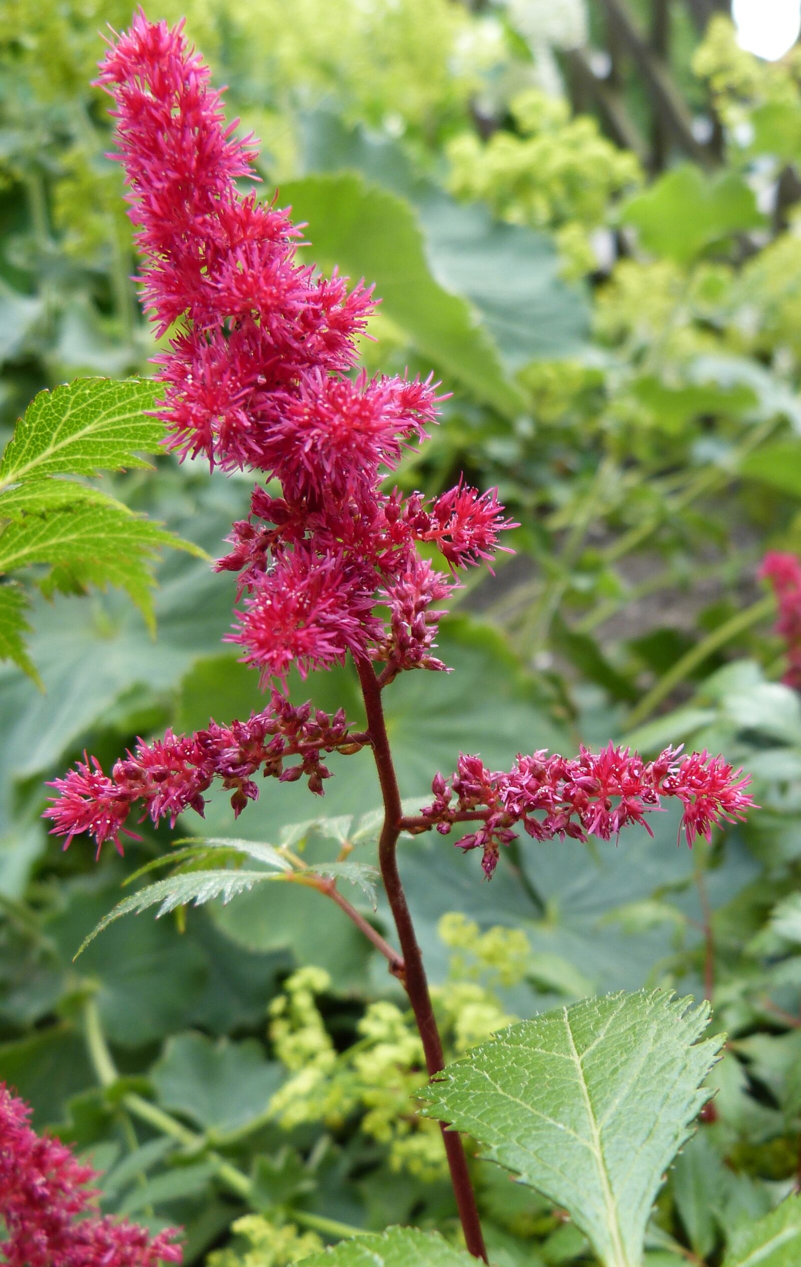 Panasonic Lumix DMC-FZ150 sample photo. Astilbe, red flower, prachtspiere photography