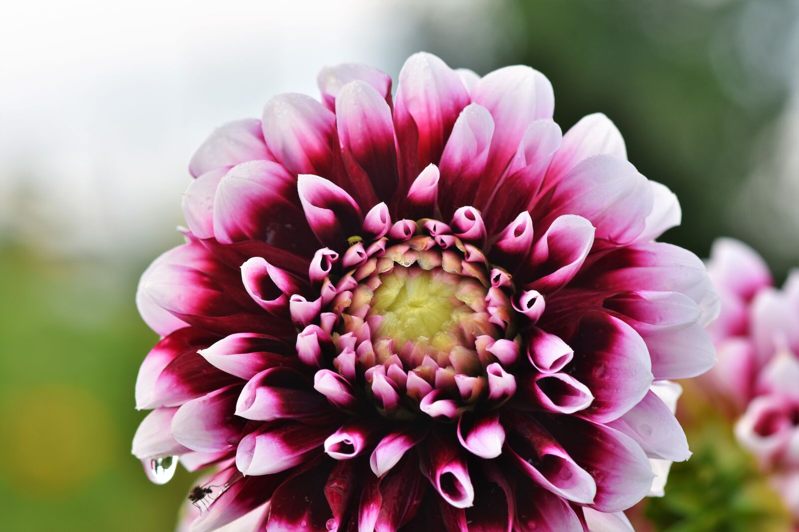 Nikon D7200 sample photo. Dahlia, dahlias bud, flower photography