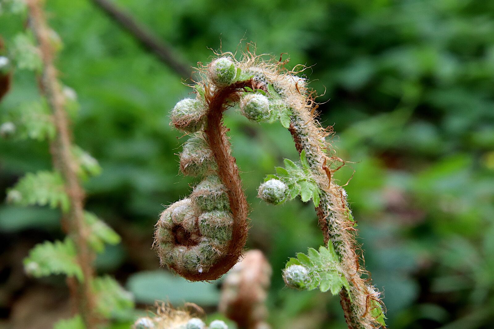 Canon EOS 800D (EOS Rebel T7i / EOS Kiss X9i) sample photo. Fern, deployed, unfold photography