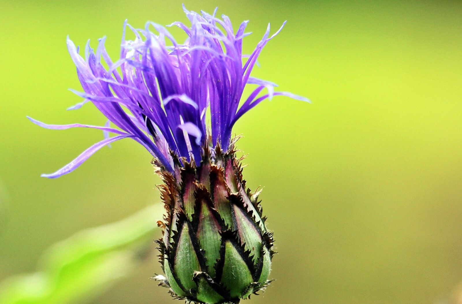 Canon EOS 550D (EOS Rebel T2i / EOS Kiss X4) sample photo. Cornflower, mountain knapweed, flower photography