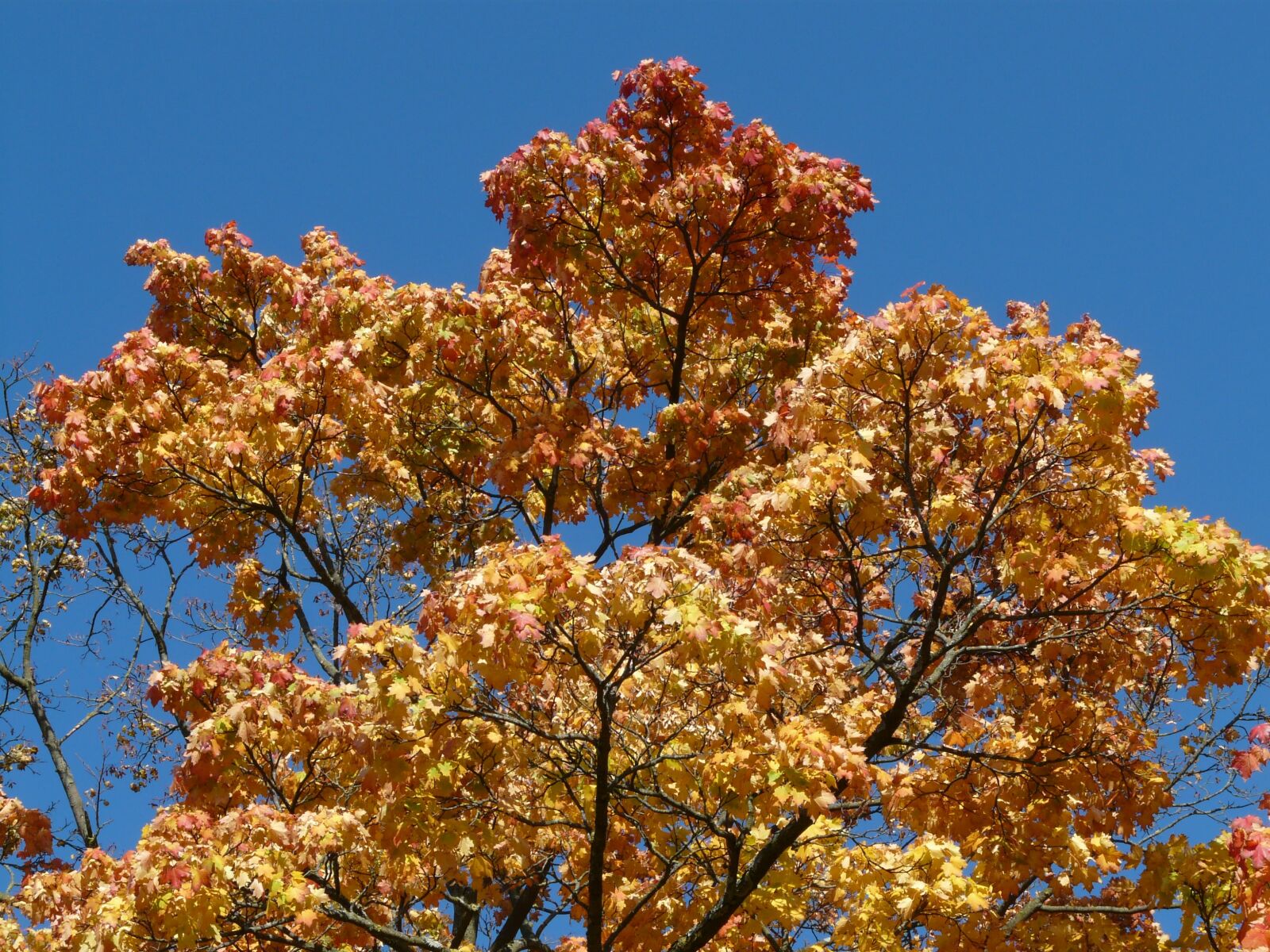 Panasonic DMC-FZ18 sample photo. Crown, autumn, coloring photography