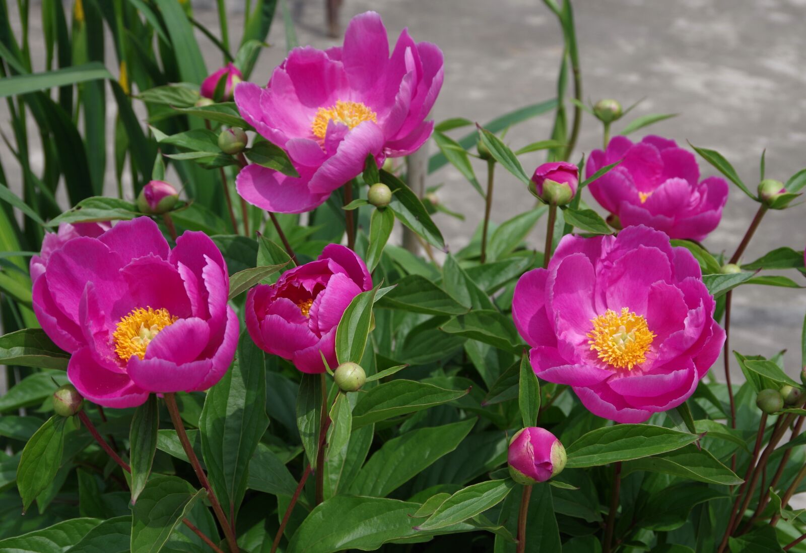 Pentax K-01 sample photo. Chinese herbaceous peony, the photography