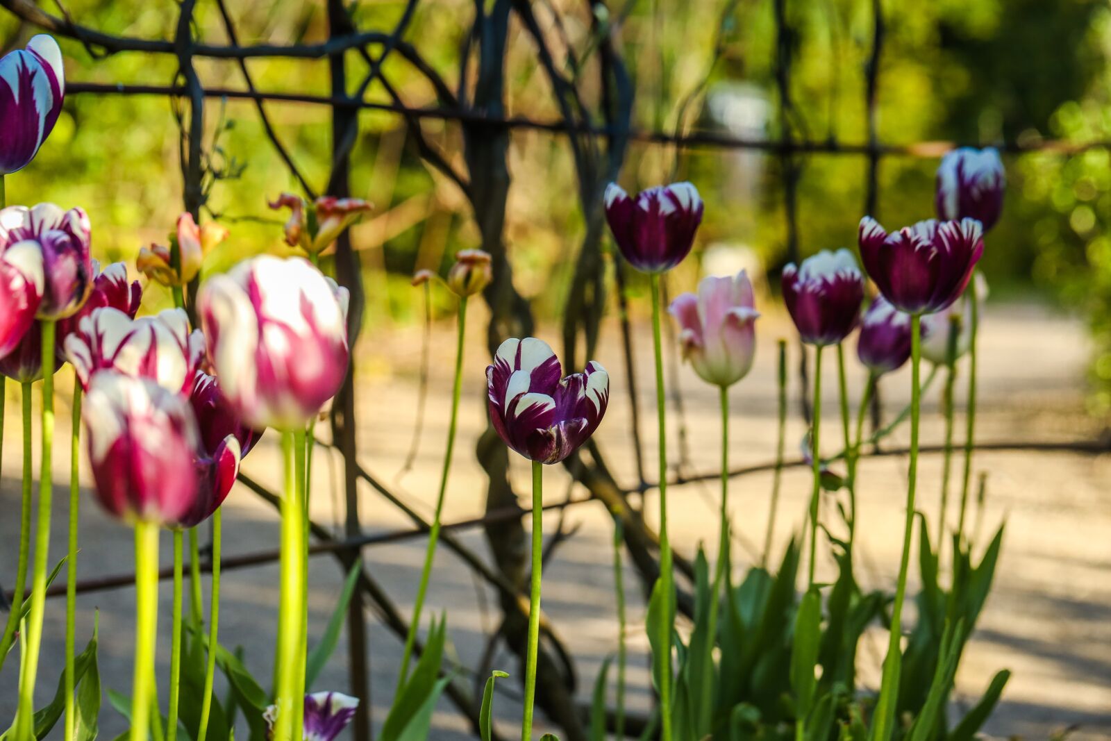 Canon EOS R sample photo. Flower, tulip, blossom photography