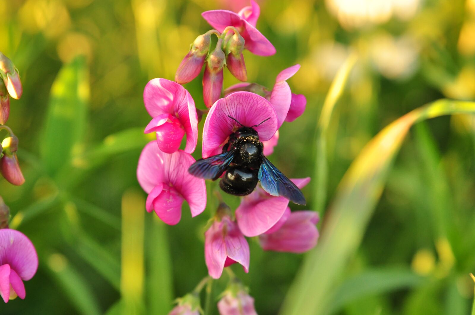 Nikon D90 sample photo. Blue bee, bee, insect photography