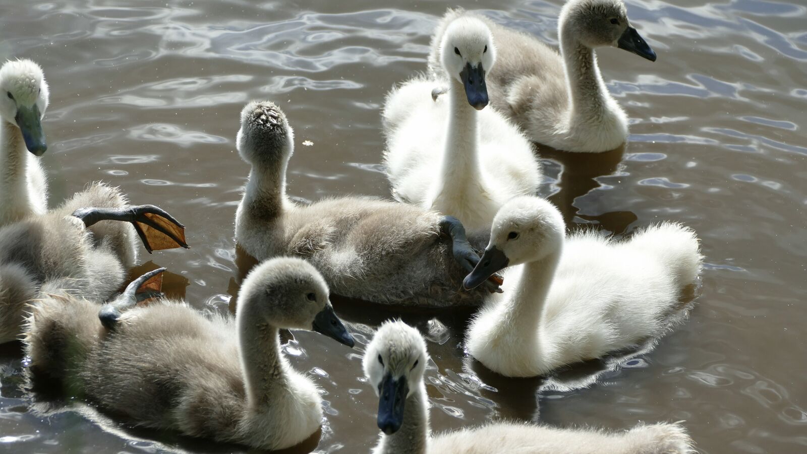Panasonic Lumix DMC-FZ1000 sample photo. Swans, young animals, swan photography