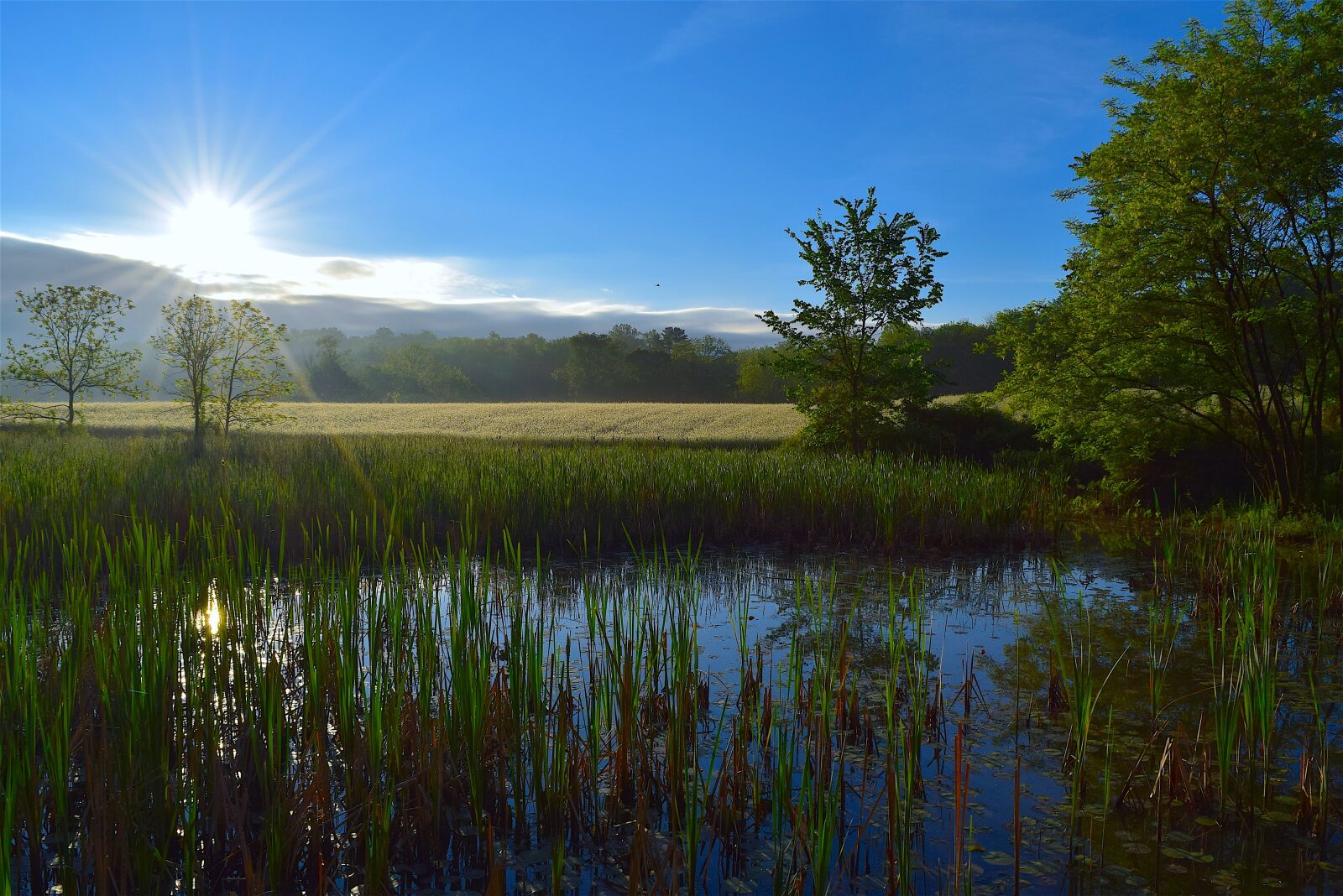 Nikon D3300 sample photo. Wetlands, sunrise, dawn photography