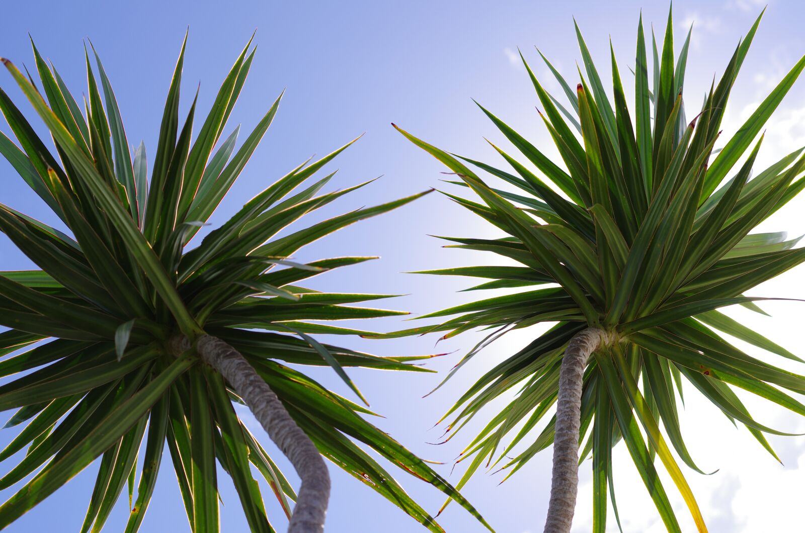Pentax K-5 sample photo. Palm trees, leaves, nature photography