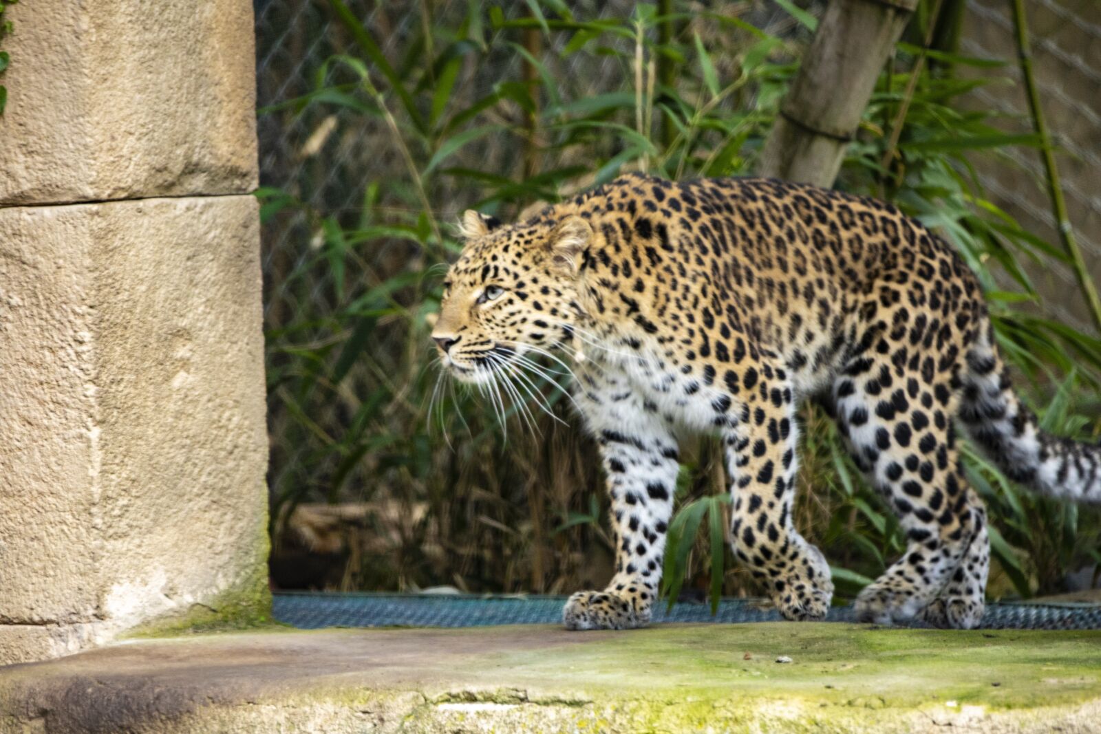 Canon EF 70-200mm F2.8L IS II USM sample photo. Leopard, zoo, chinese leopard photography