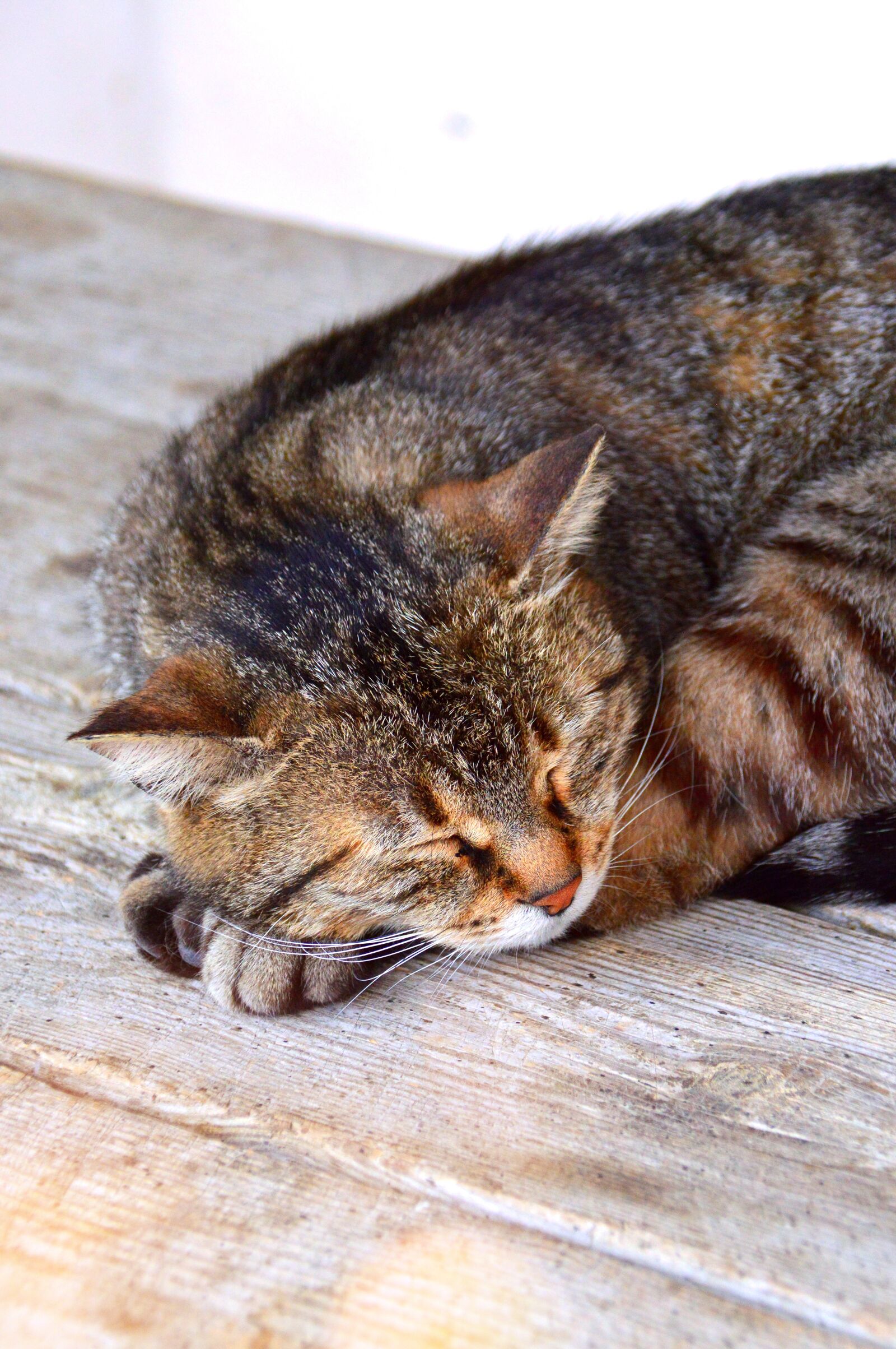 Nikon D3200 sample photo. Cat, sleep, tabby photography