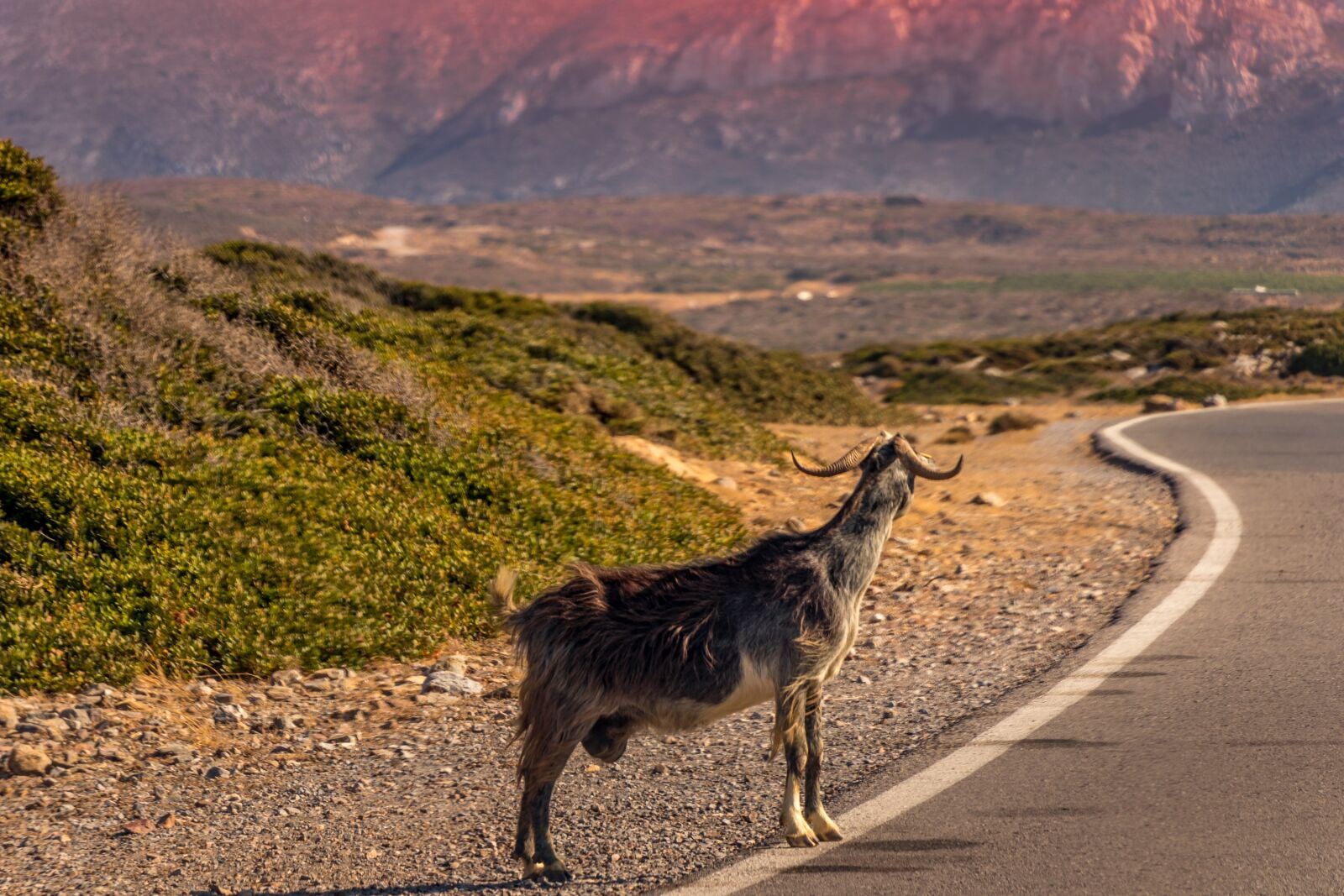 Canon EF-S 18-135mm F3.5-5.6 IS USM sample photo. Crete, goat, greece photography