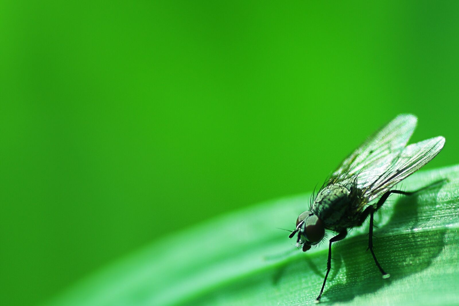 Canon EOS 40D sample photo. Insect, nature, leaf photography