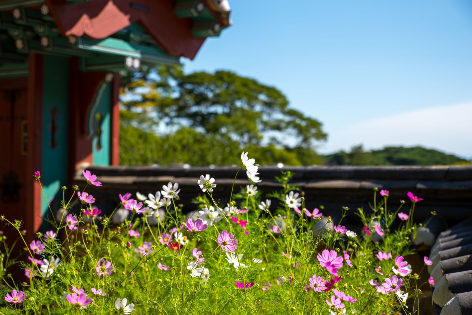 Nikon D750 sample photo. Temple, korea, incheon photography