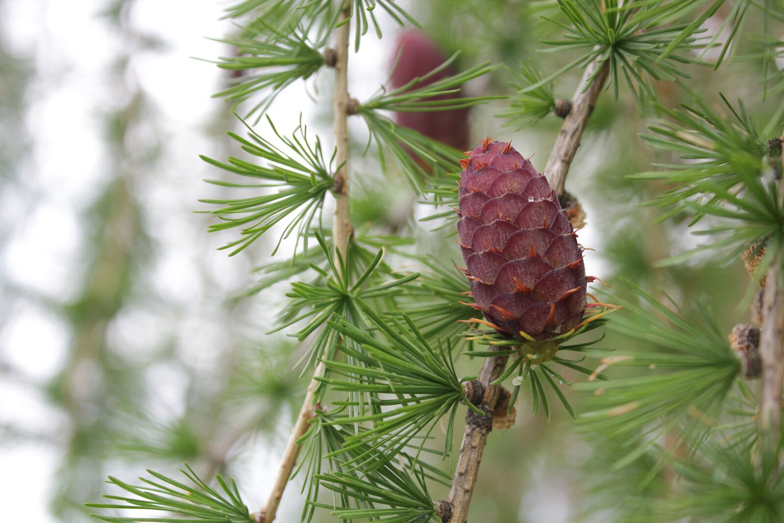 Canon EOS 550D (EOS Rebel T2i / EOS Kiss X4) sample photo. Tree, pinecone, nature photography