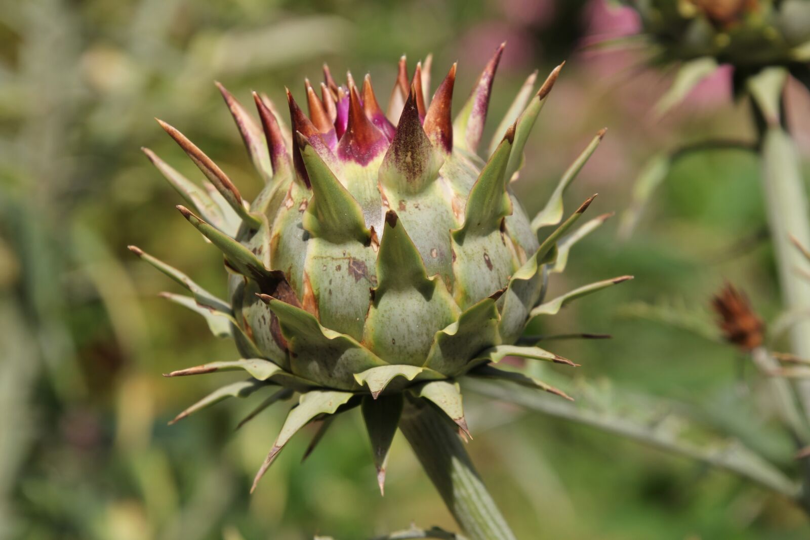 Canon EOS 60D sample photo. Artichoke, plant, healthy photography