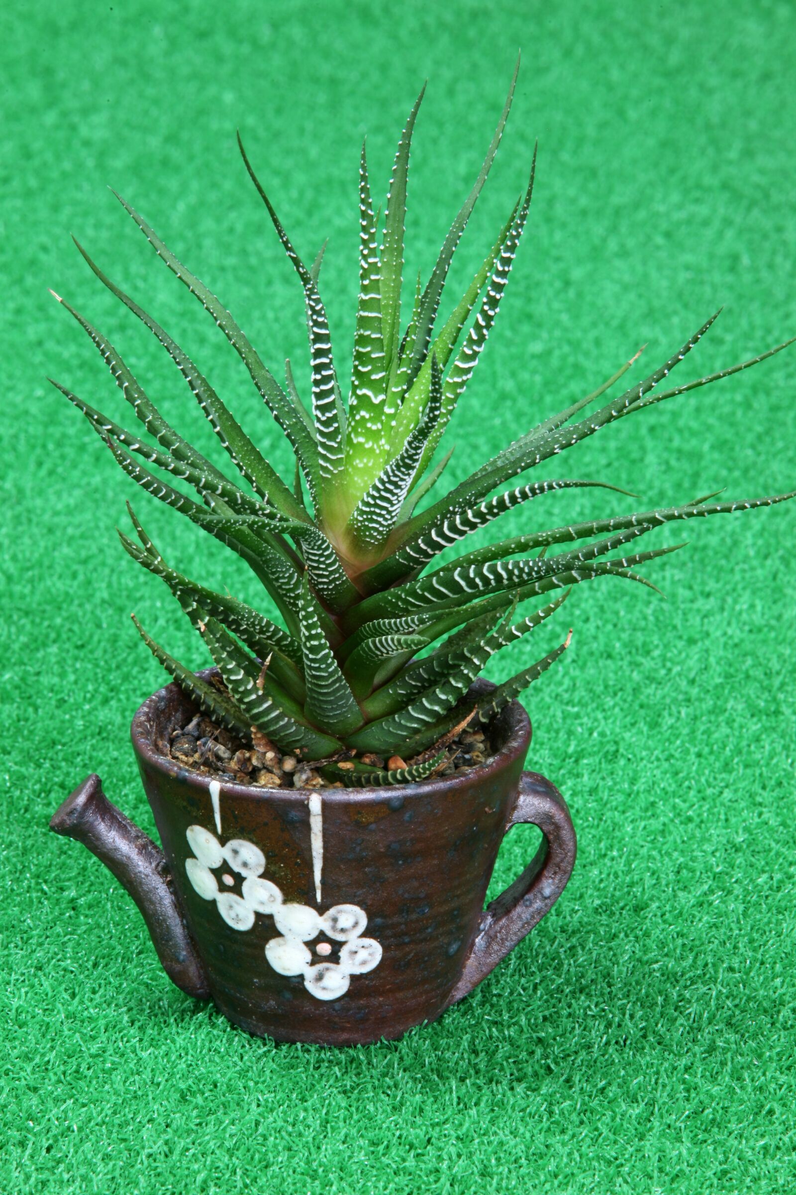 Canon EOS 5D sample photo. A fleshy plant, green photography