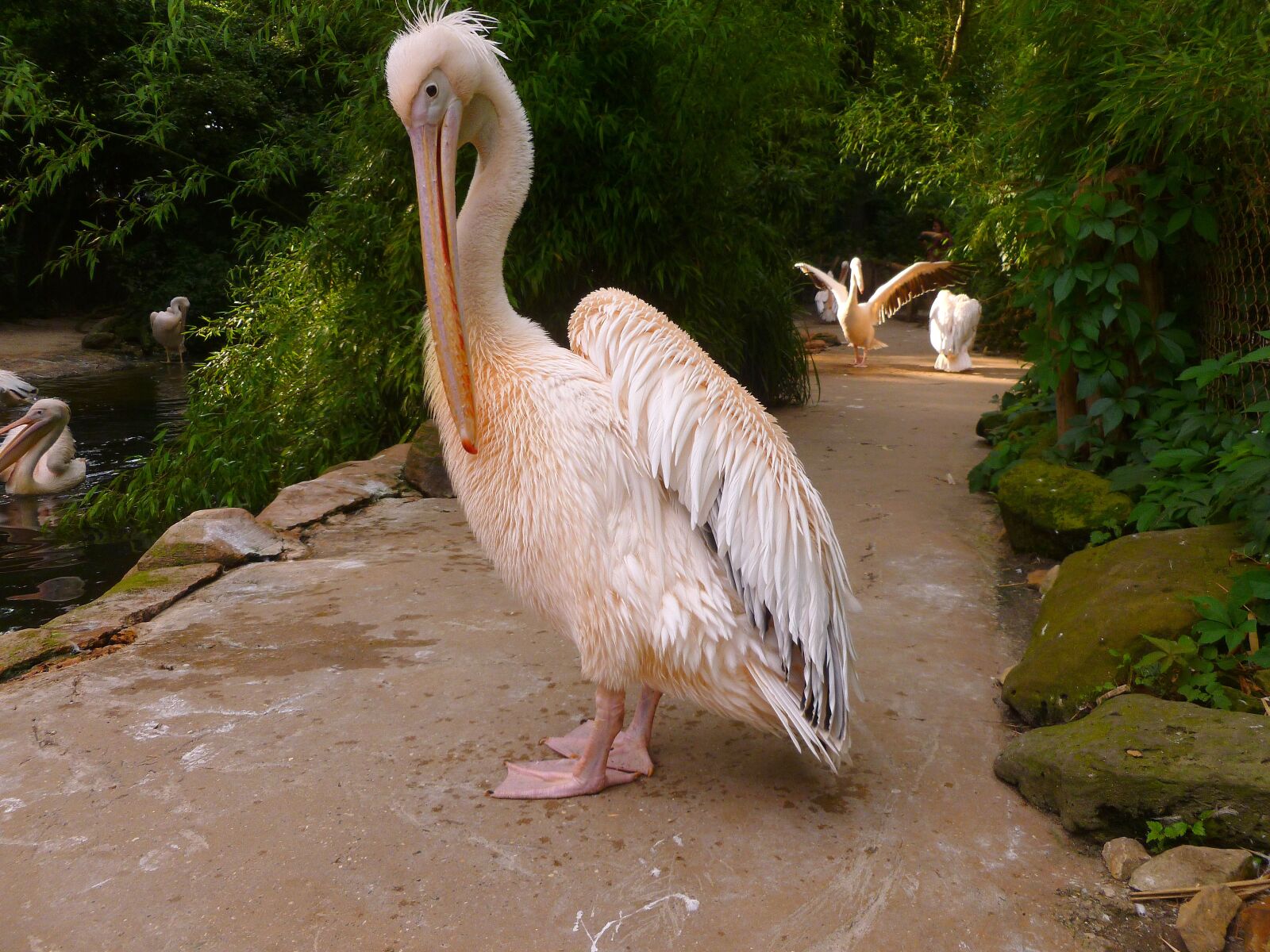 Panasonic DMC-FS37 sample photo. Pelikan, white pelican, water photography