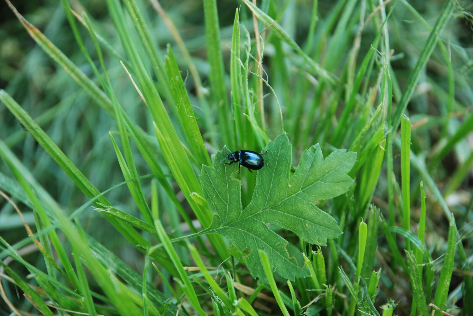 Nikon D80 sample photo. Insect, grass, summer photography