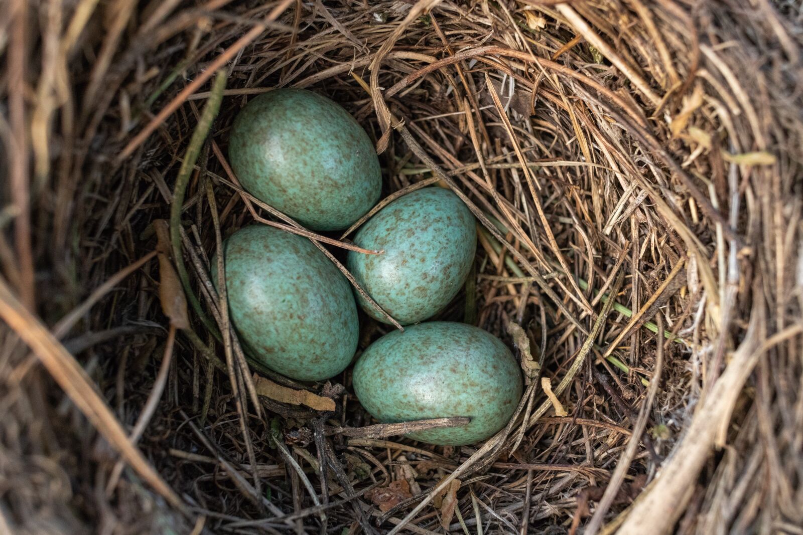 Canon EF-S 24mm F2.8 STM sample photo. Jack, masonry, eggs photography