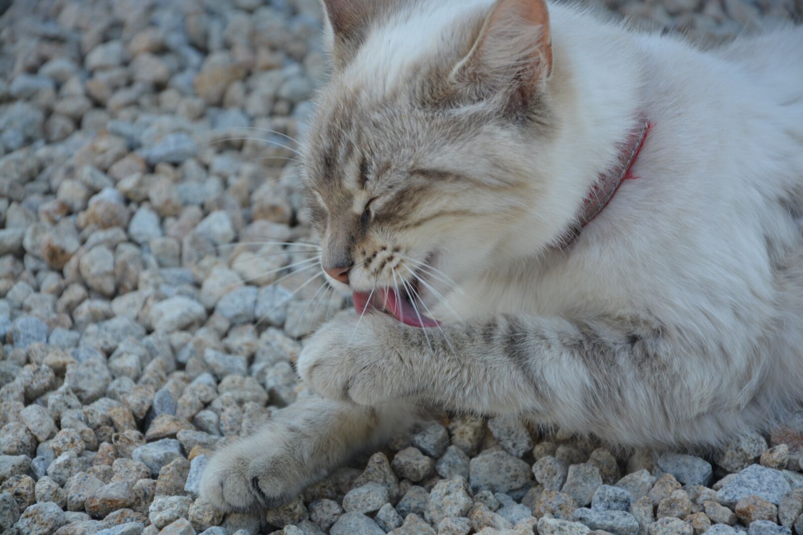 Nikon D5200 sample photo. Cat, toilet chat, head photography