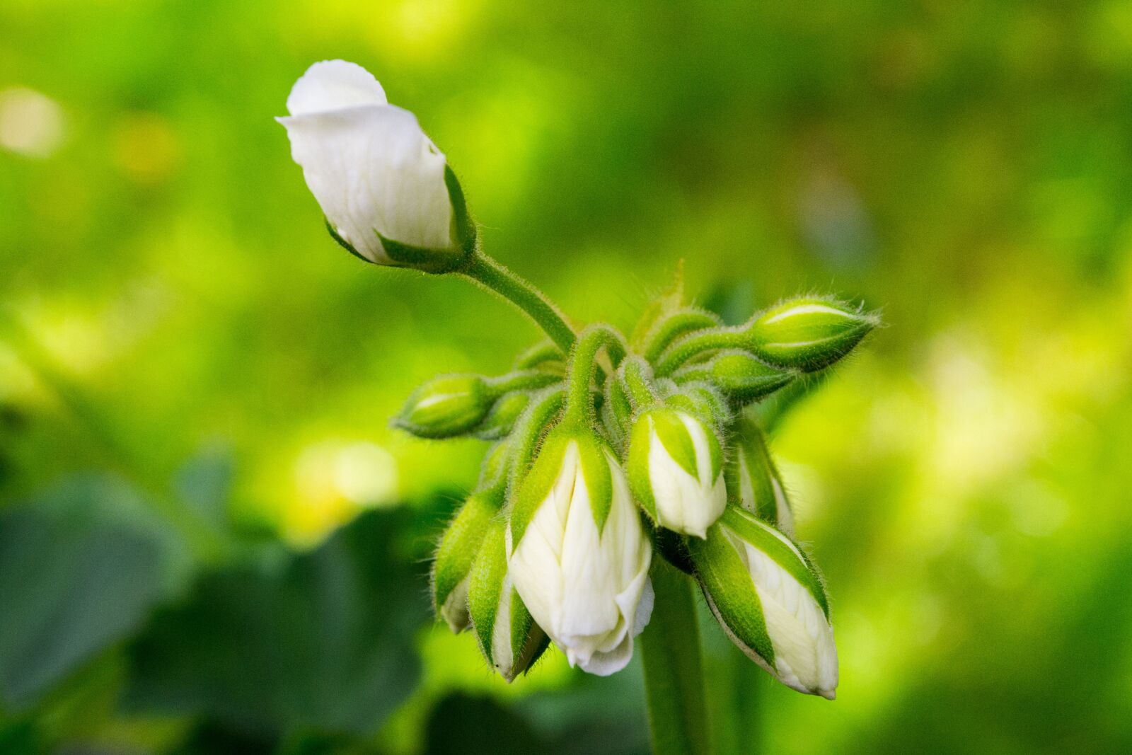 Nikon D3100 sample photo. White blossom, green, close photography