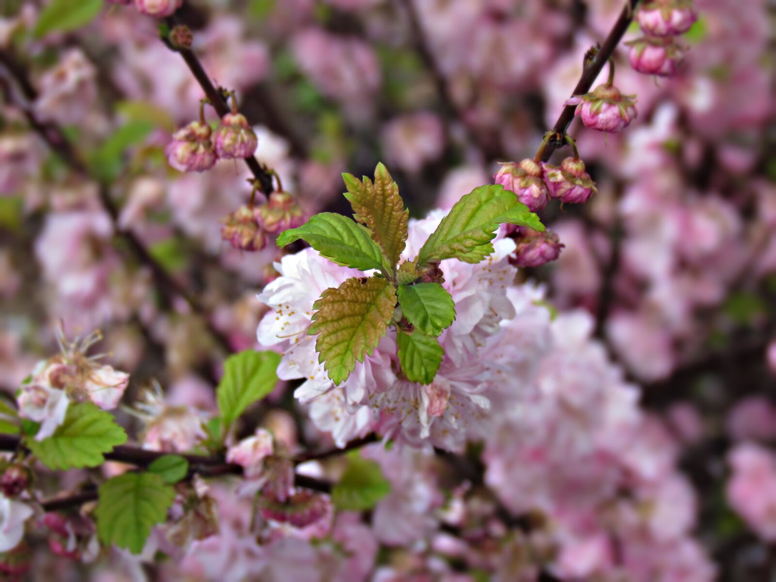 Canon PowerShot SX30 IS sample photo. Spring, flowers, tree photography