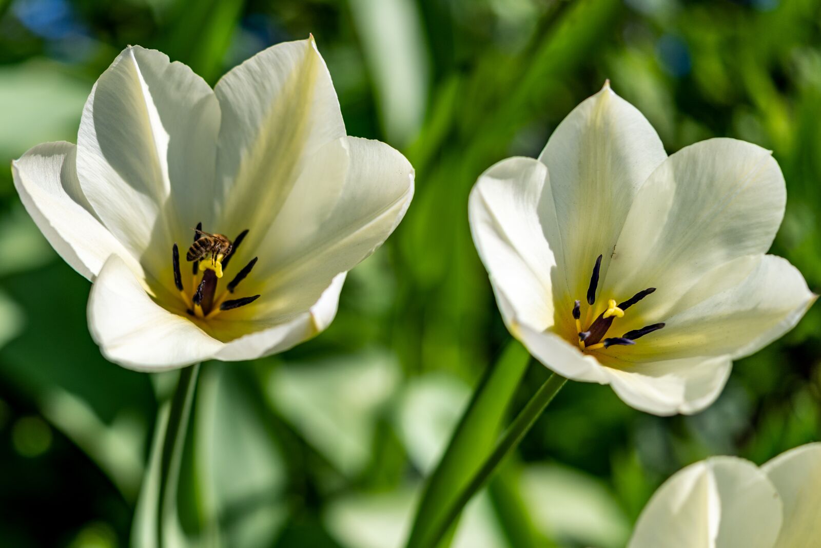 Nikon Z6 sample photo. Tulips, bee, flower photography