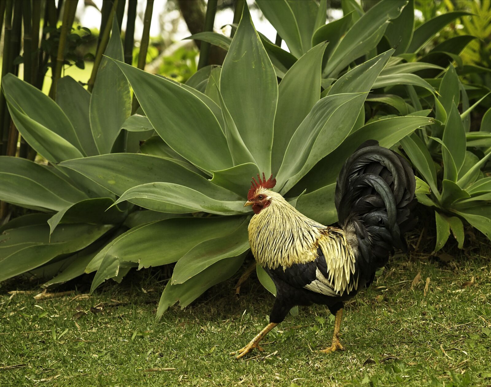 Sony FE 24-105mm F4 G OSS sample photo. Rooster, bird, feral animal photography