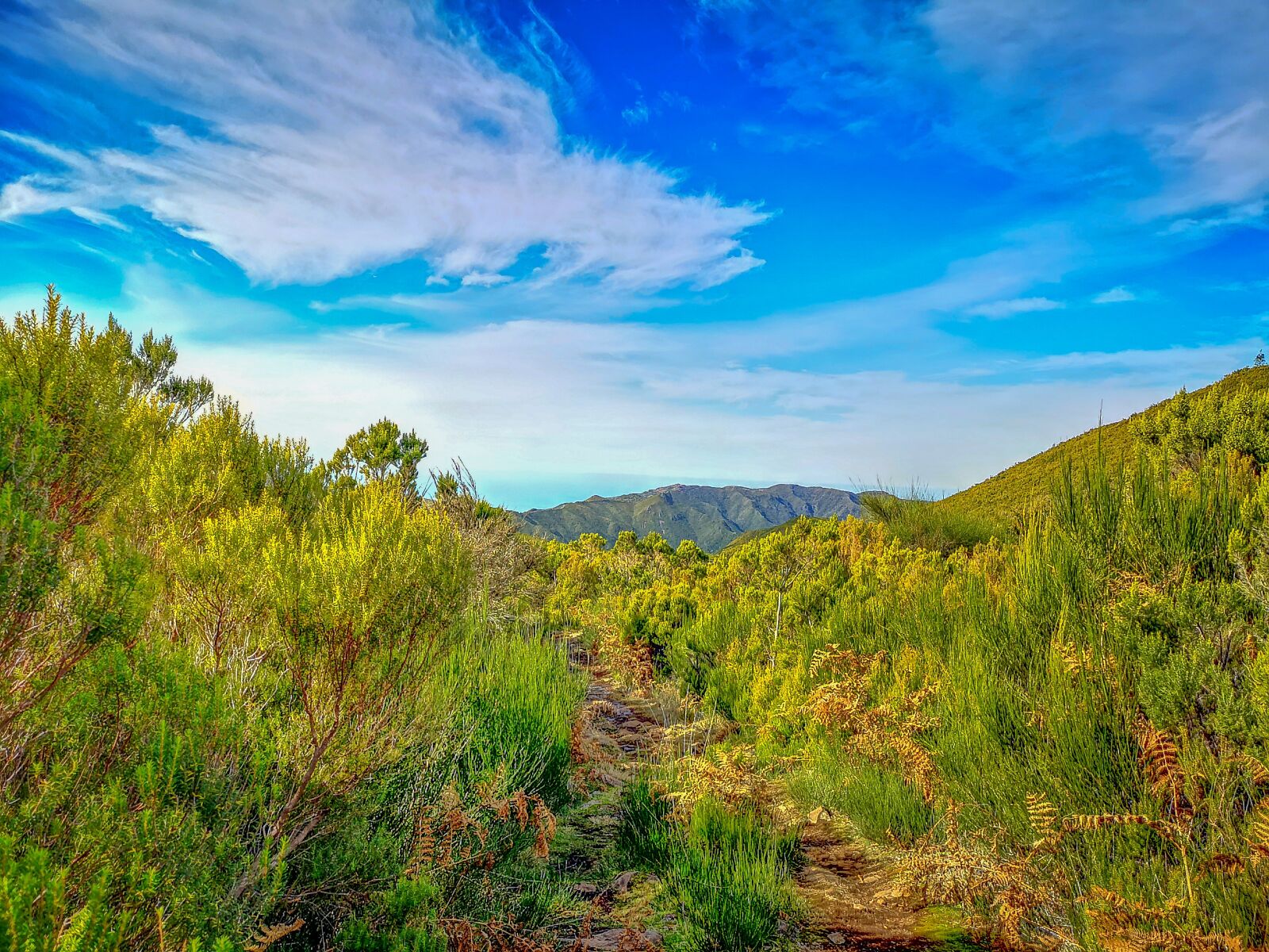 HUAWEI CLT-L29 sample photo. Madeira, mountain, nature photography